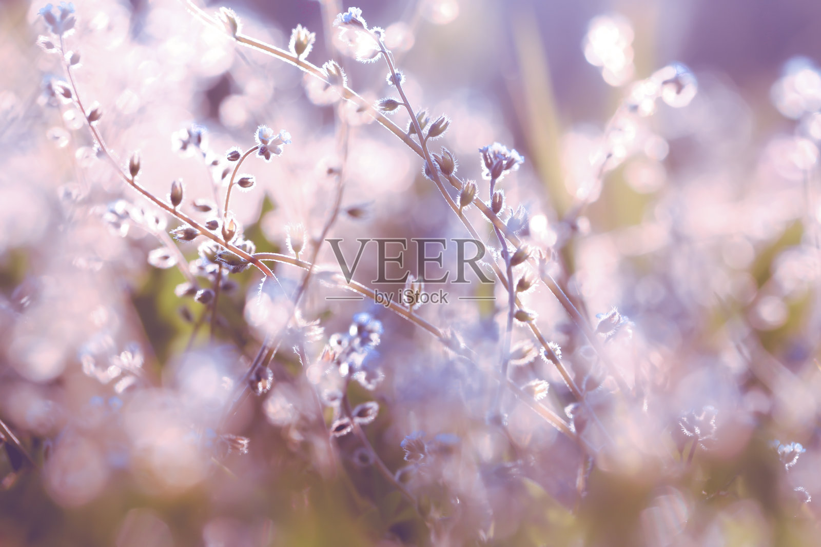 美丽的紫色野花照片摄影图片