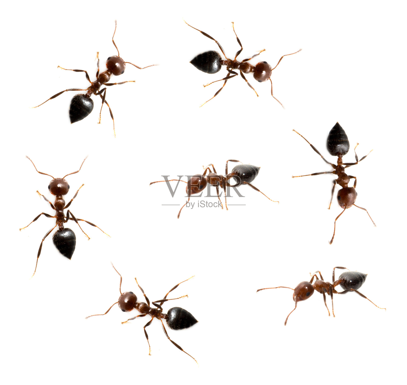 白底上的蚂蚁照片摄影图片