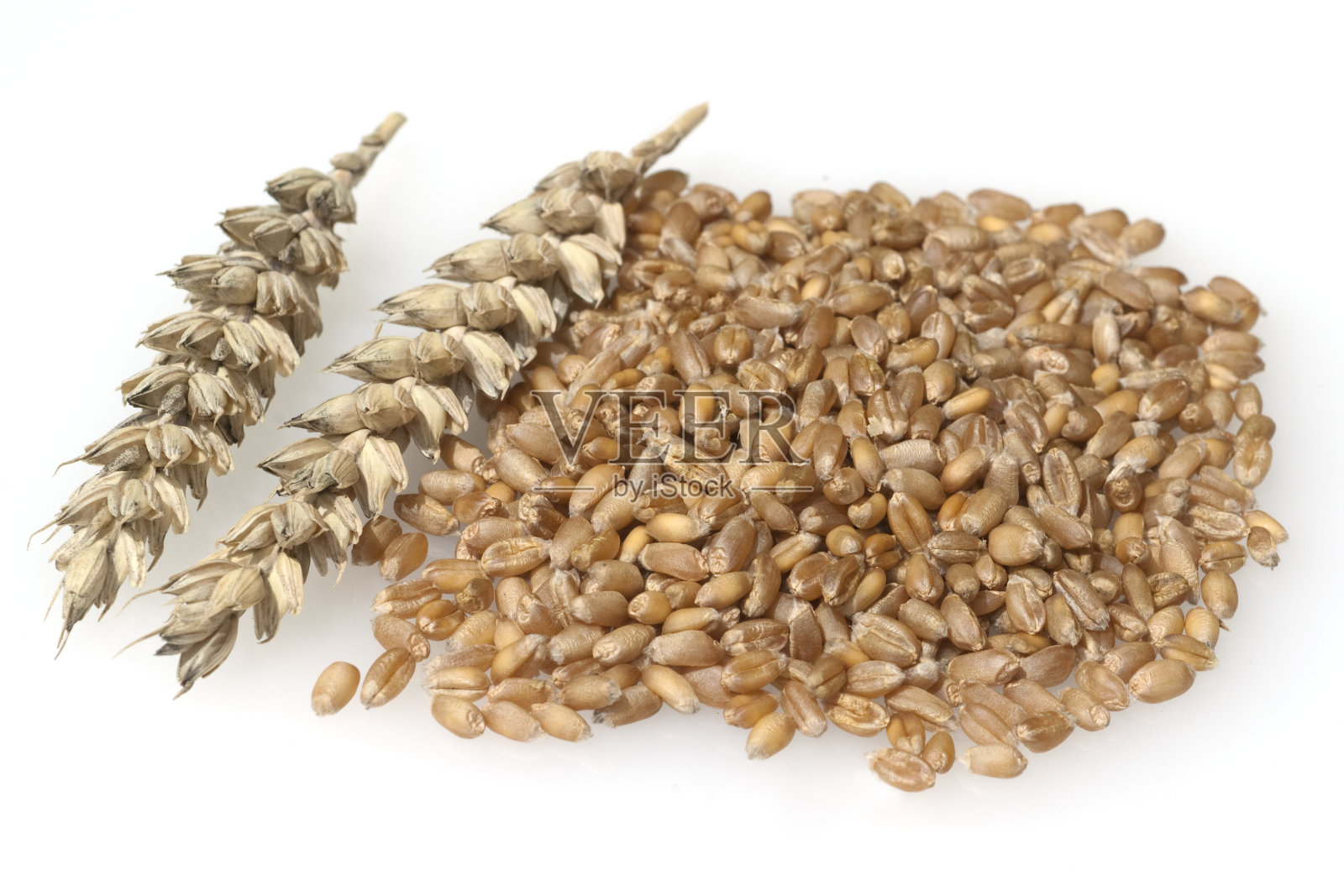 小麦;小麦属植物,aestivum照片摄影图片