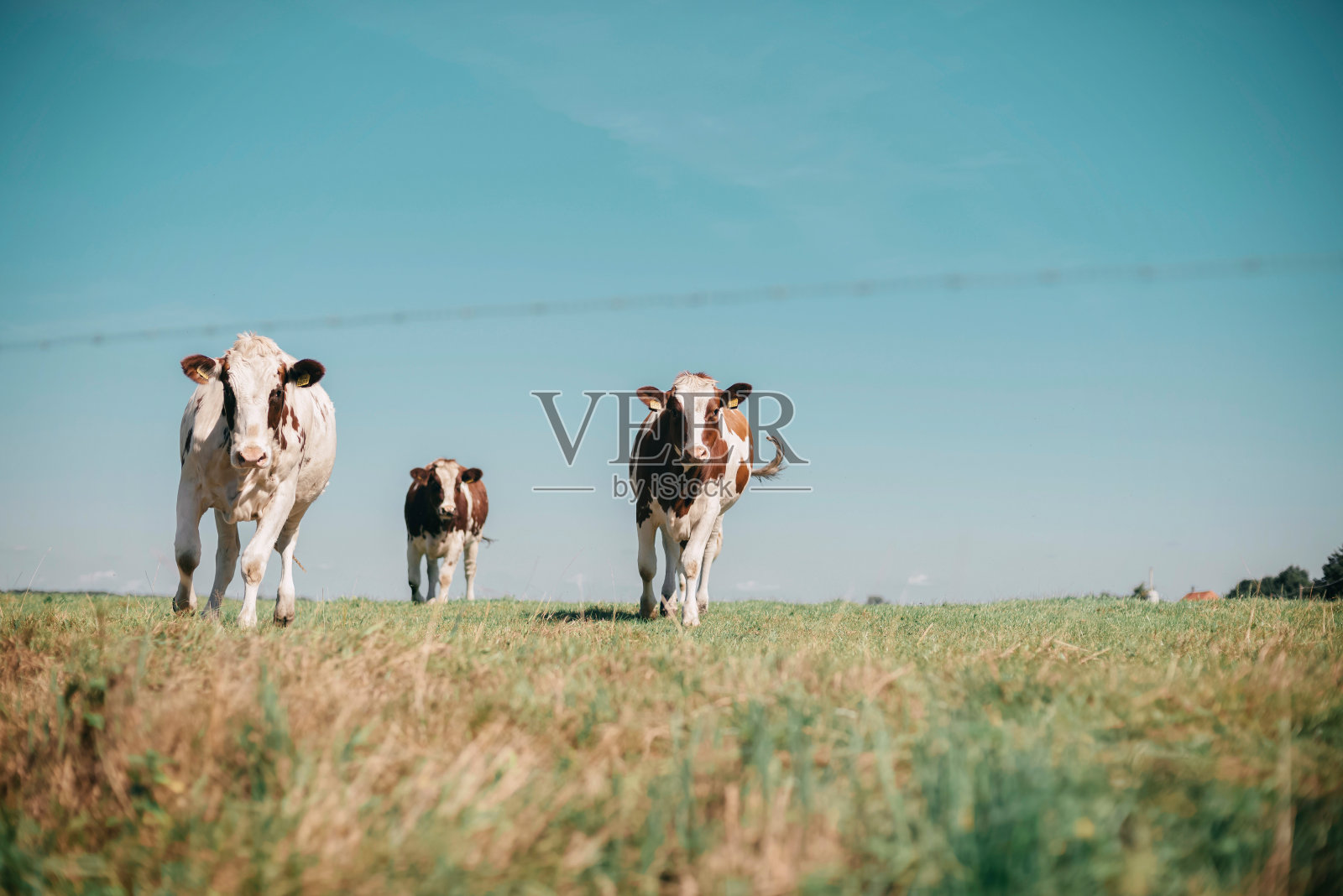 草地上的三头好奇的奶牛向照相机跑去。照片摄影图片
