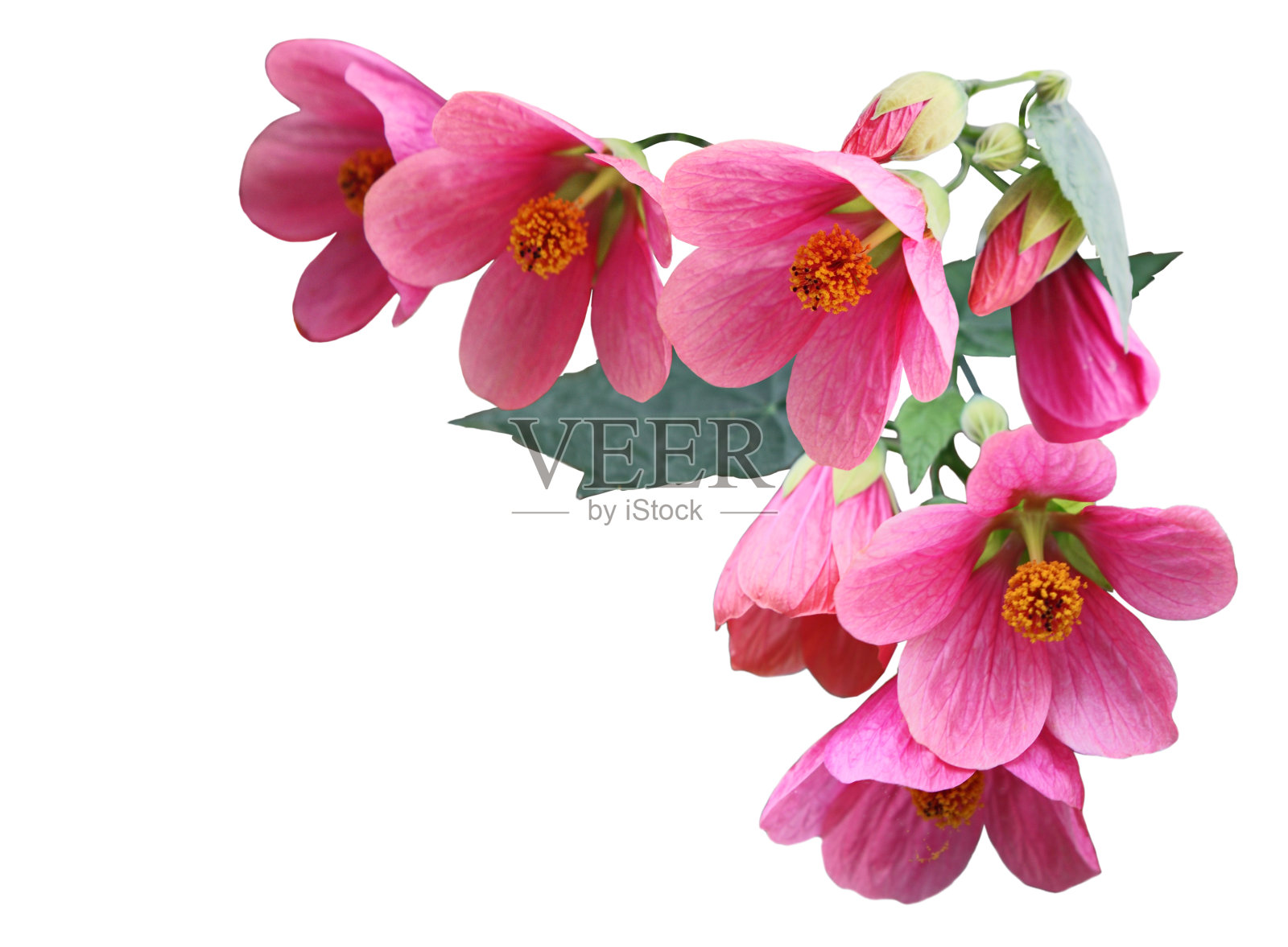 粉红色的 Abutilon Hybridum 花照片摄影图片