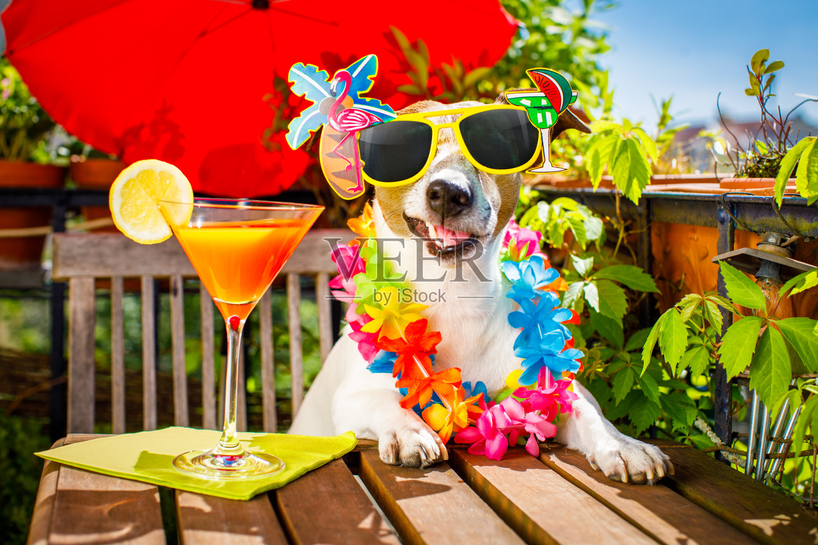 鸡尾酒喝狗暑假度假阳台照片摄影图片