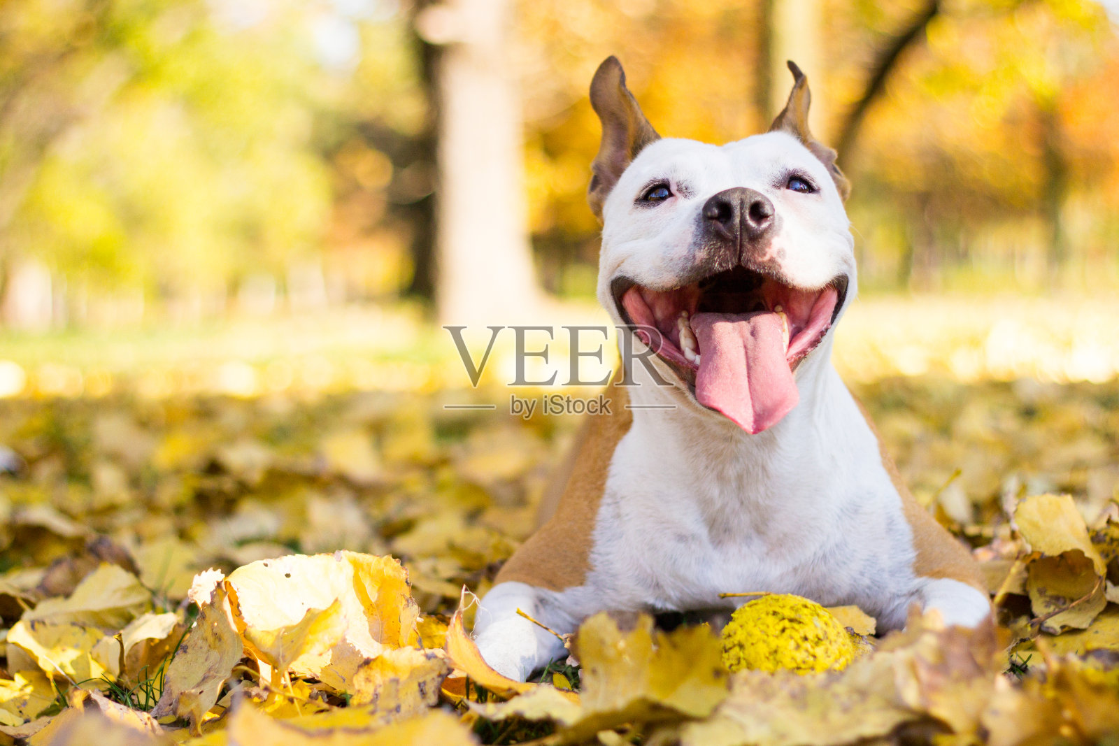 一只快乐的狗的肖像照片摄影图片