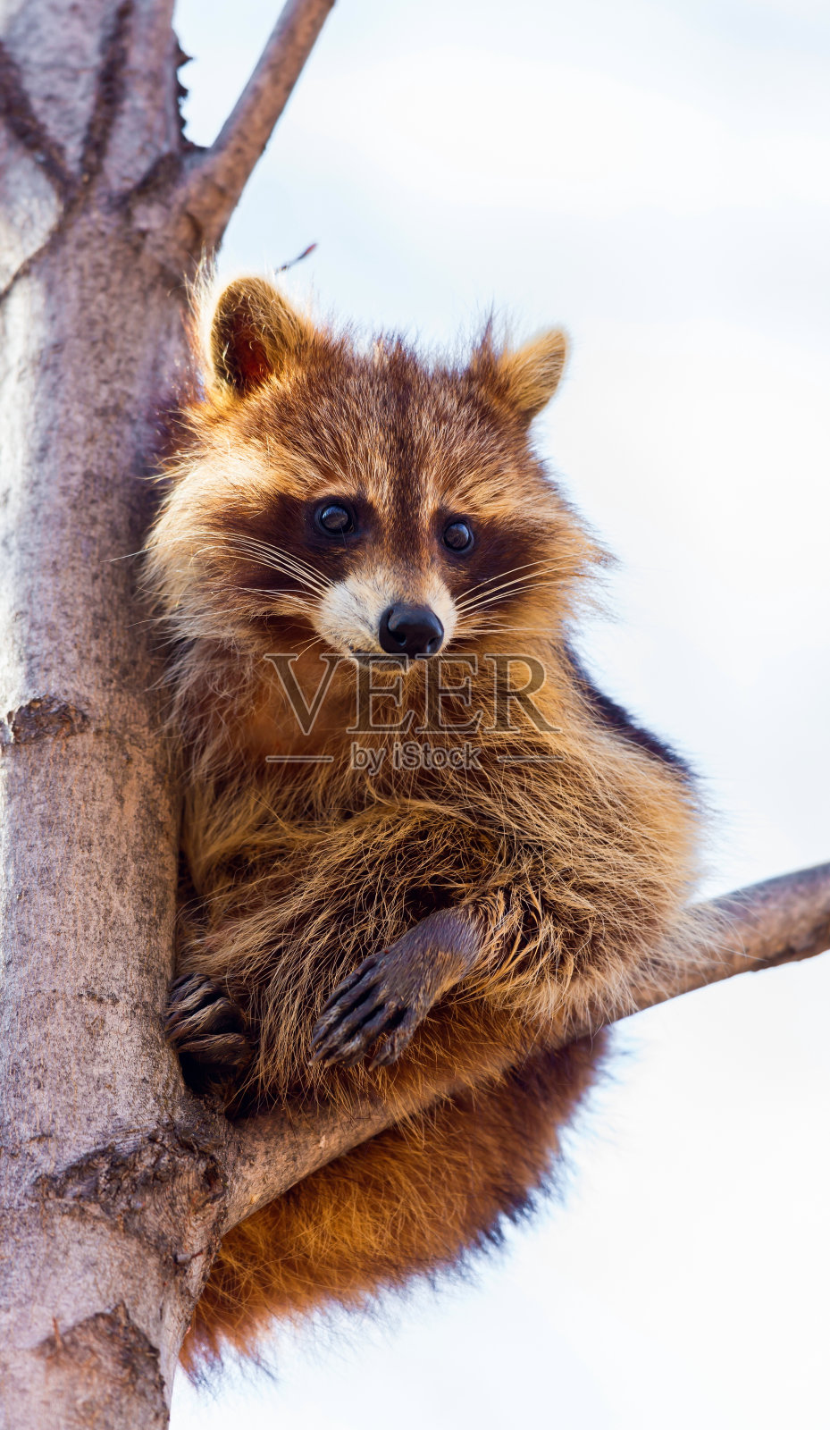 皮毛淡红色的浣熊品种。照片摄影图片
