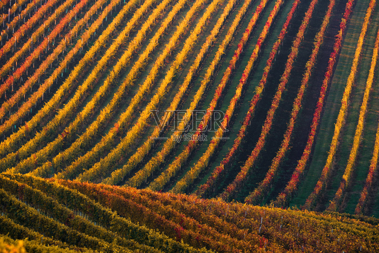 葡萄园的葡萄藤。秋季景观与丰富多彩的葡萄园。捷克共和国南摩拉维亚的葡萄园。抽象背景的秋天葡萄园行照片摄影图片
