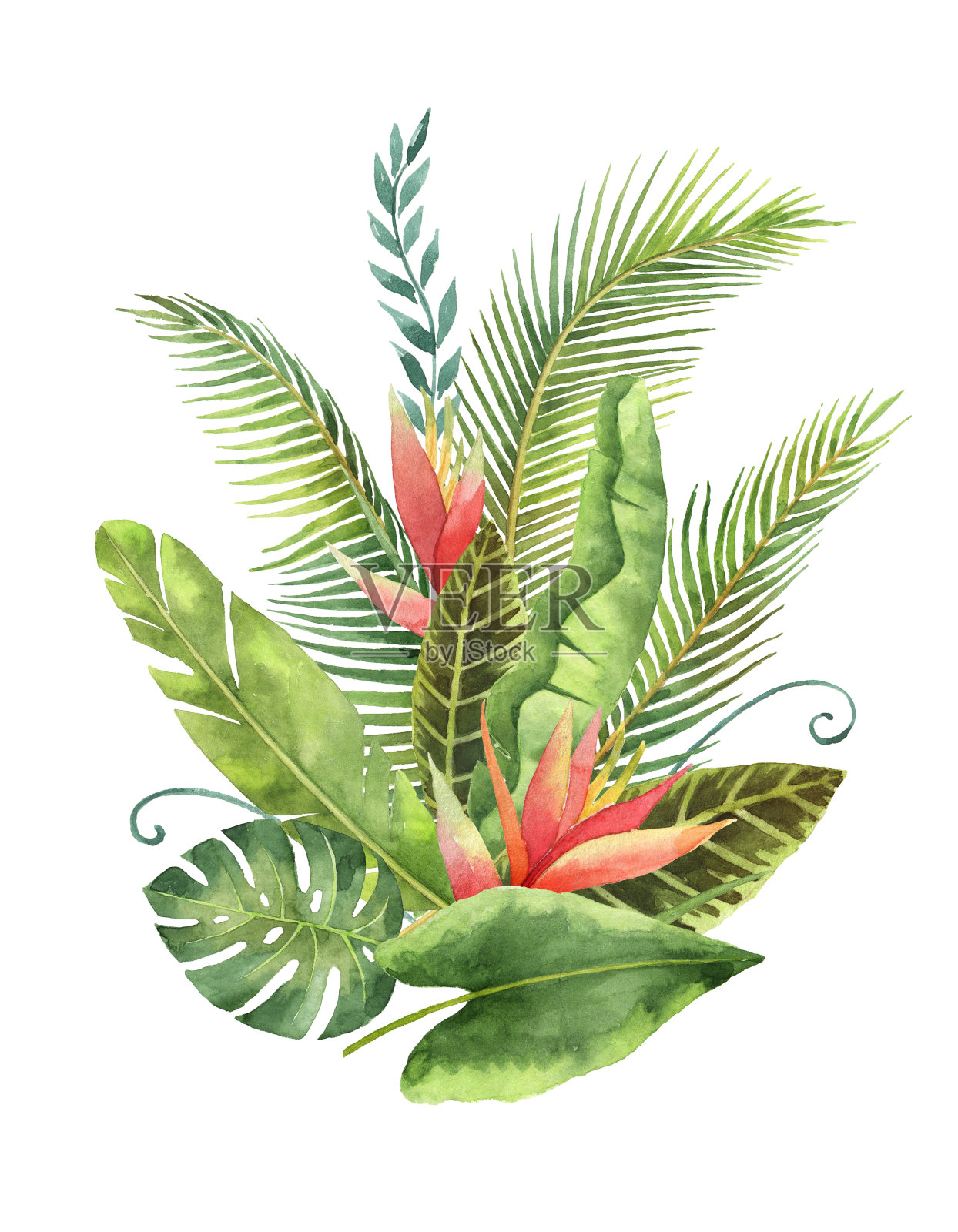 水彩花束热带叶子和花孤立在白色的背景。插画图片素材