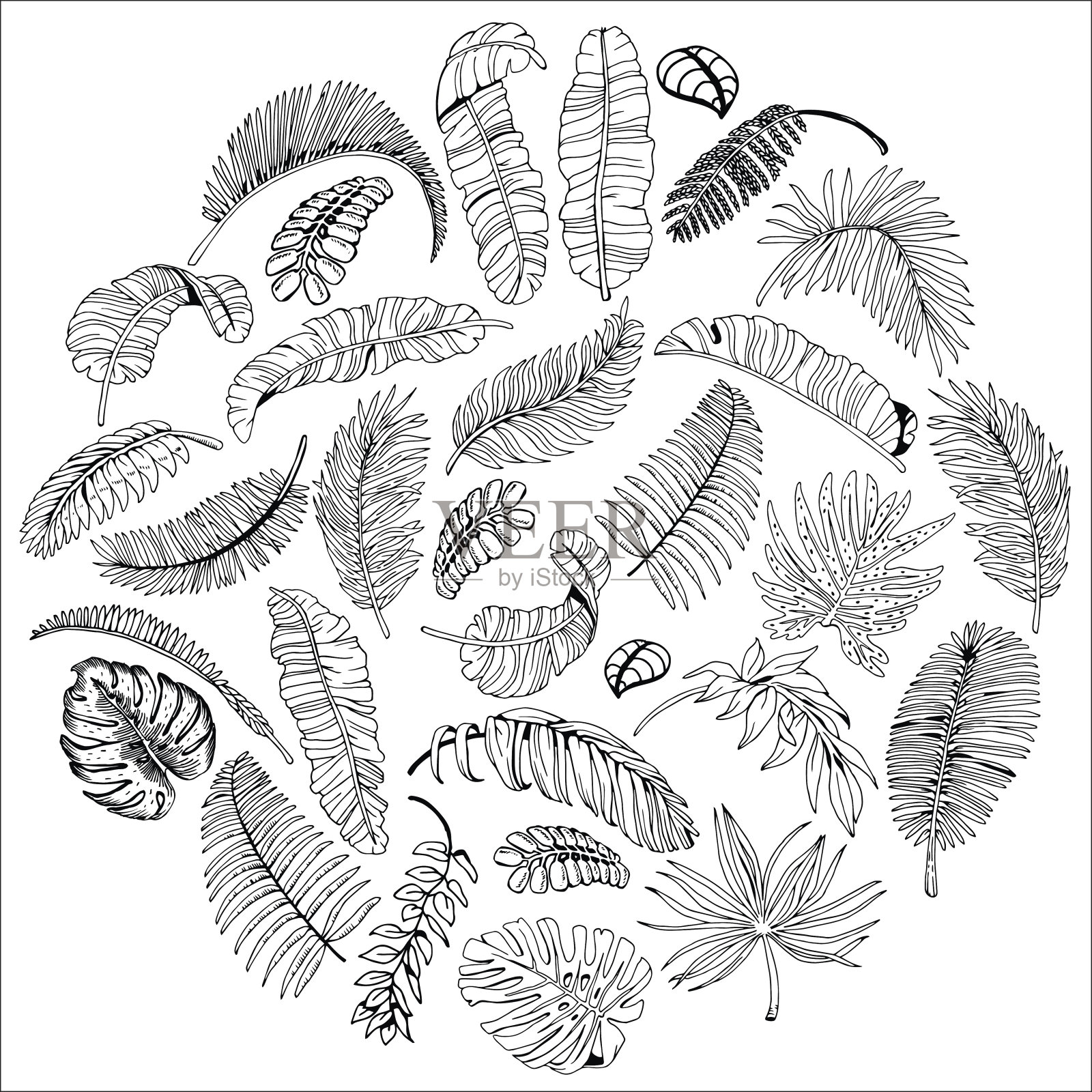 异国情调的棕榈叶在圆圈里。热带落叶背景。手绘插图。设计元素图片
