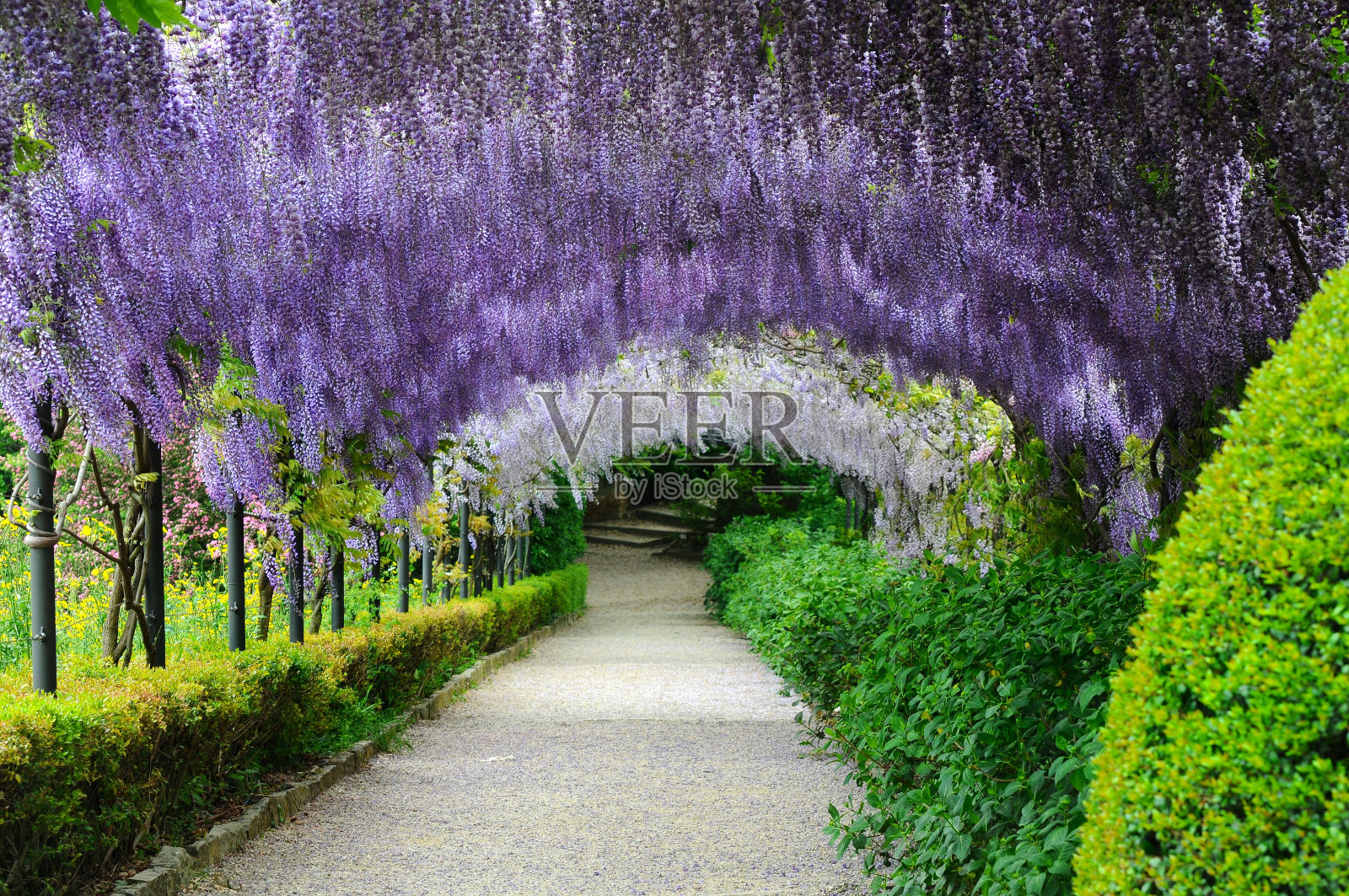 佛罗伦萨的春天，美丽的紫藤盛开，意大利。照片摄影图片