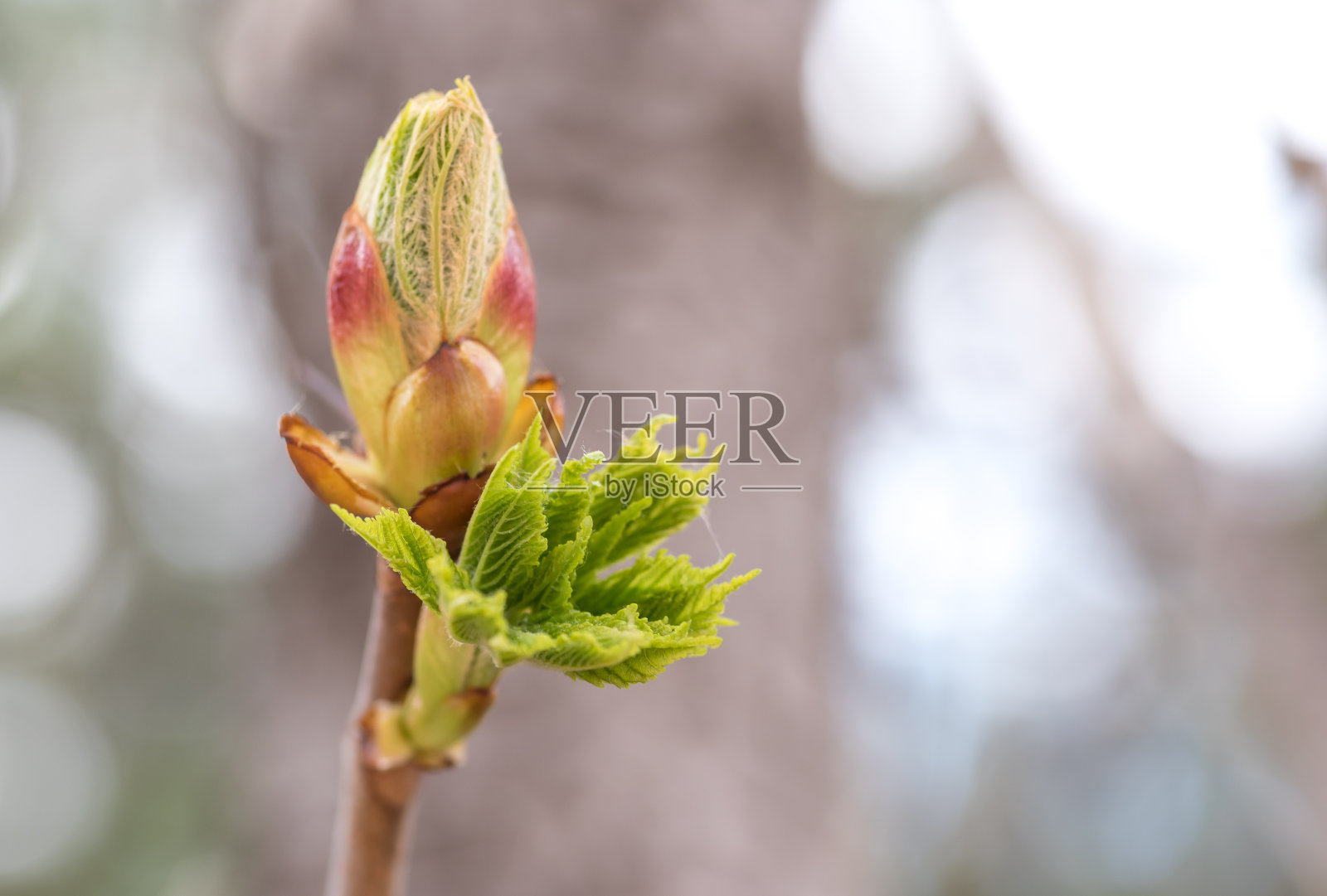 栗树花蕾-春照片摄影图片