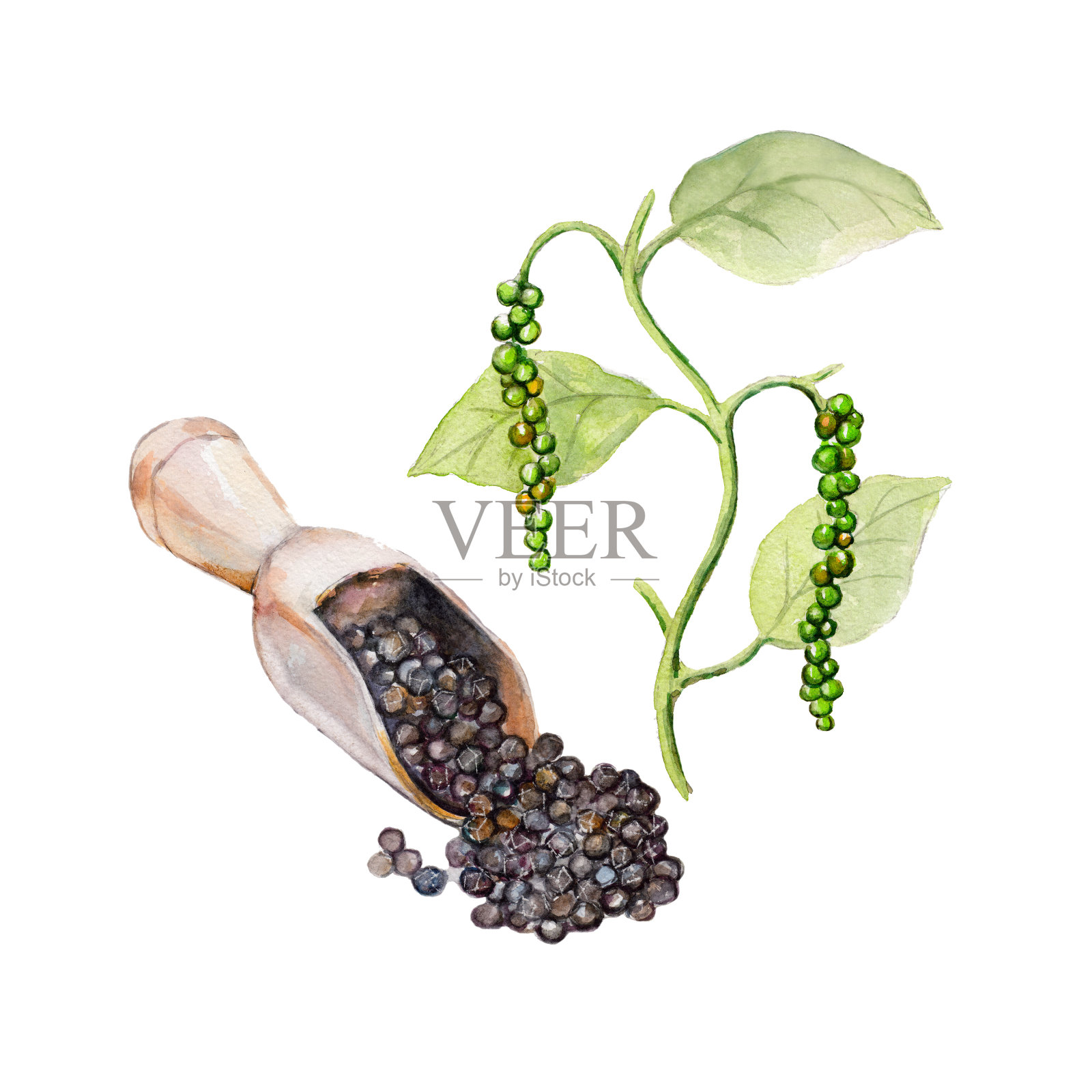 民族香料黑胡椒与植物在白色的背景，水彩插图手绘风格。设计元素图片