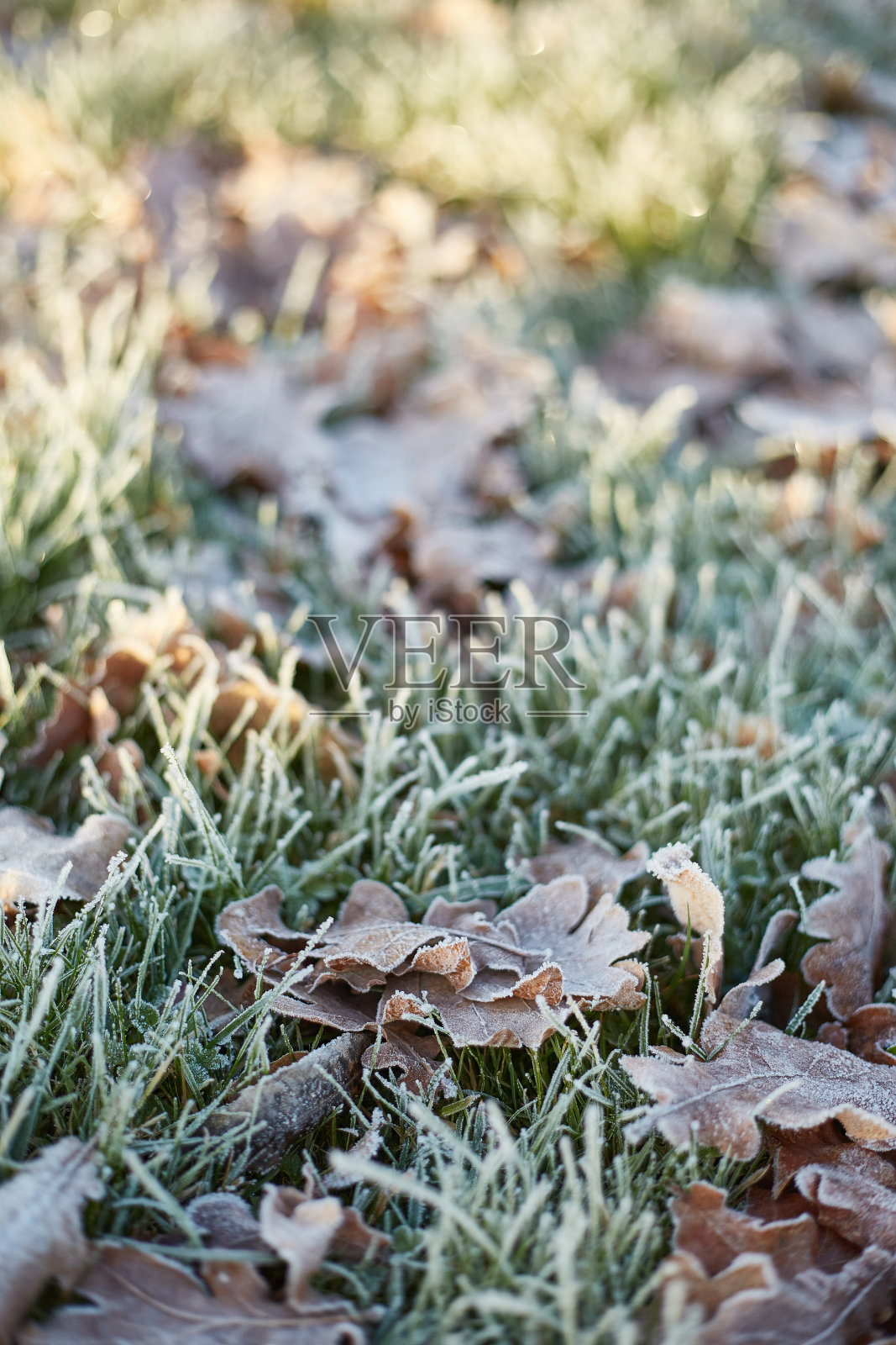 草坪和橡叶，在冬天出现照片摄影图片