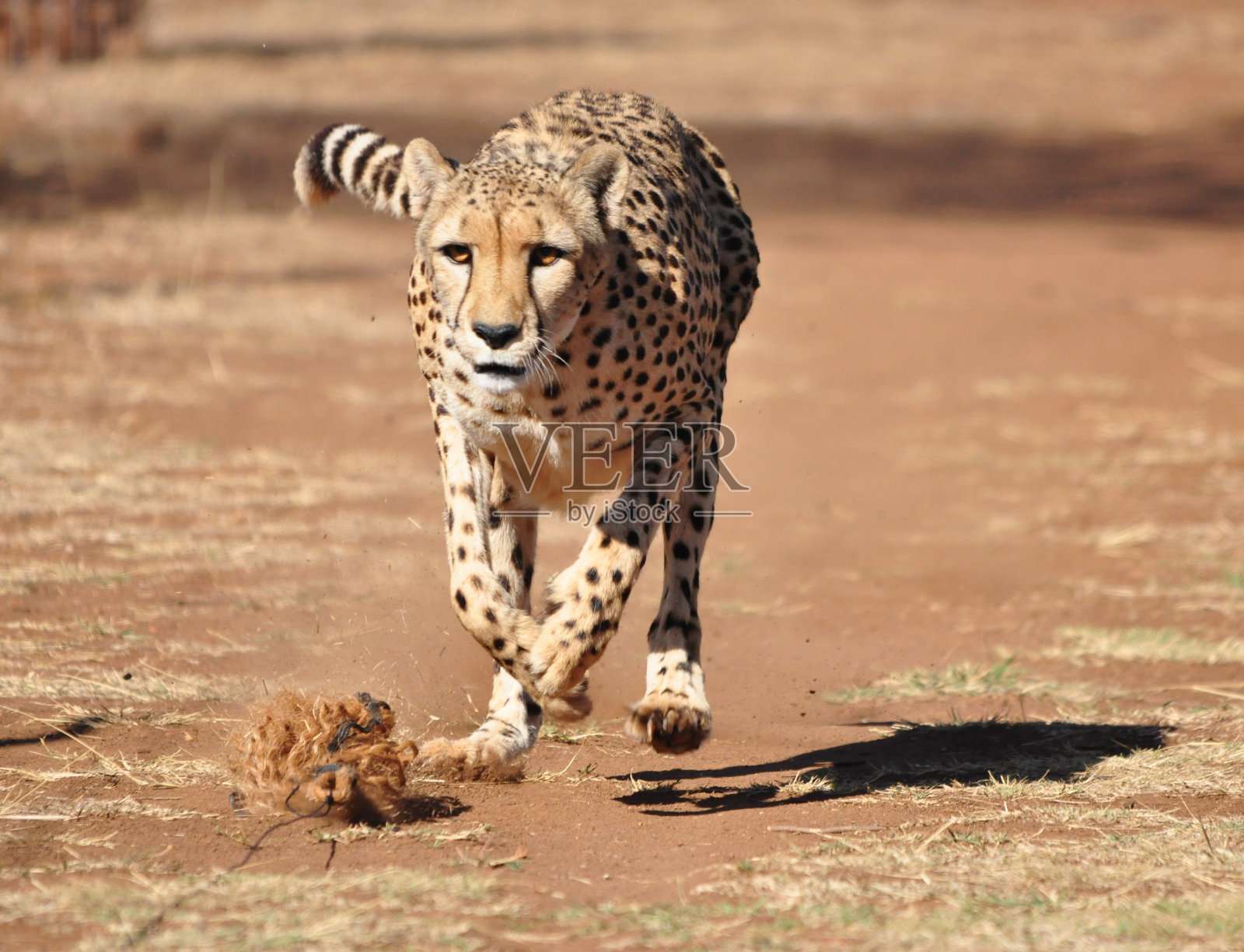 猎豹在奔跑，追逐着诱饵照片摄影图片