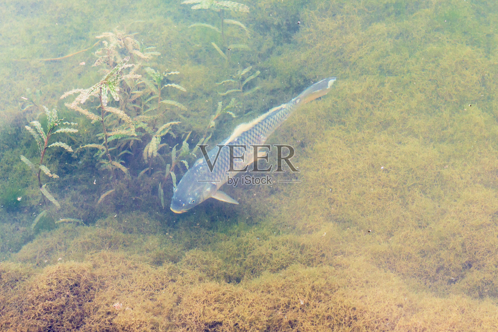上图是彝河中的鲤鱼照片摄影图片