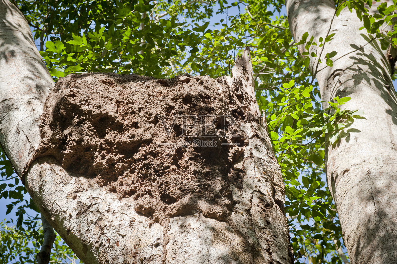 白蚁在树上筑巢照片摄影图片