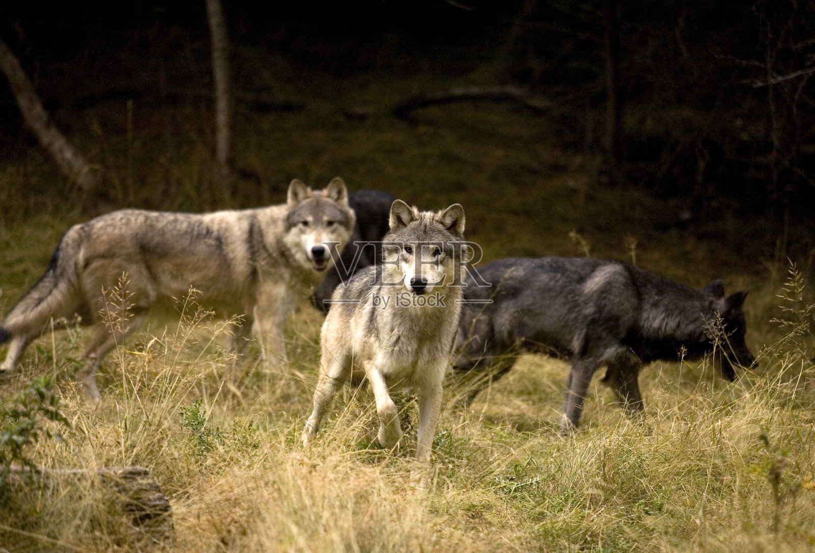 好奇的狼群照片摄影图片