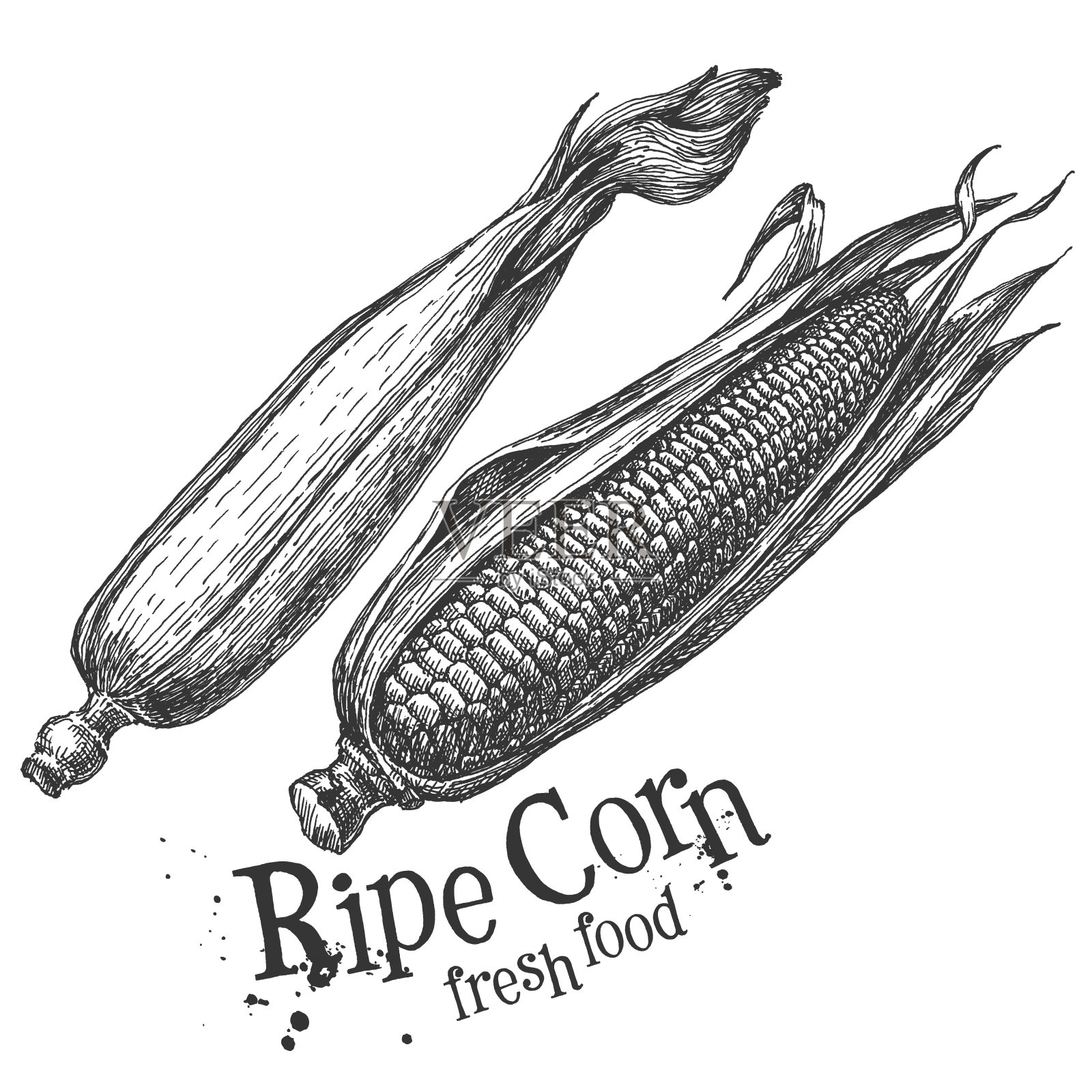 玉米，白色背景上的玉米。草图插画图片素材