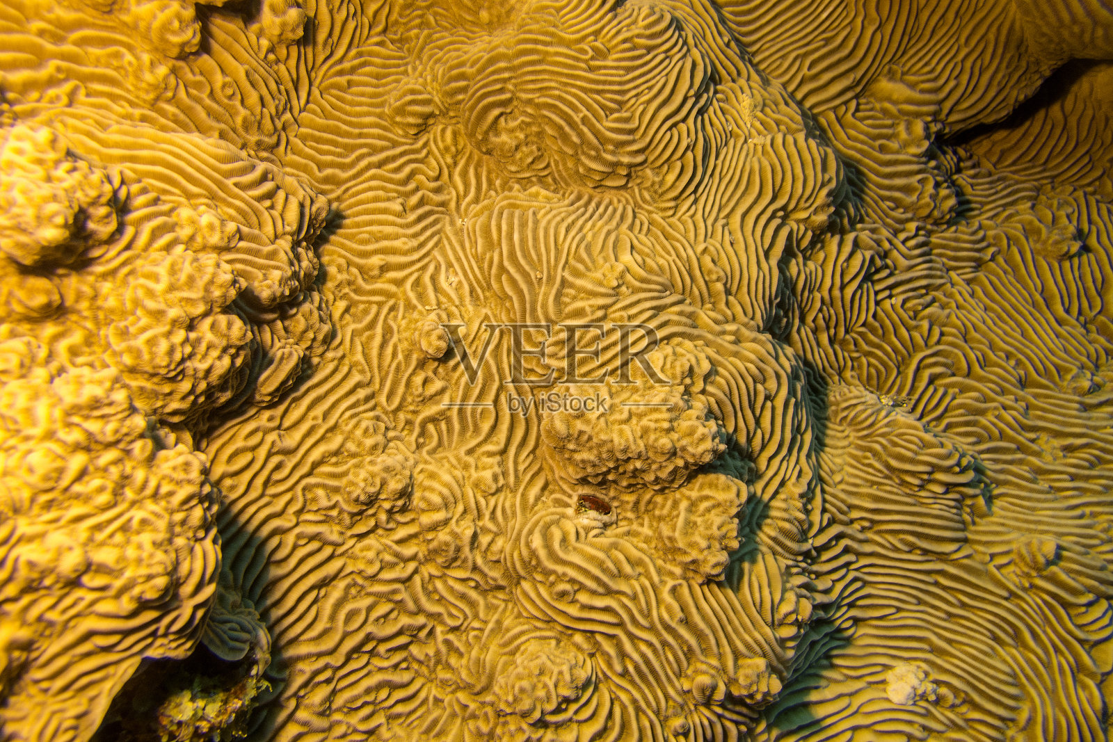 热带海洋水下厚皮珊瑚照片摄影图片
