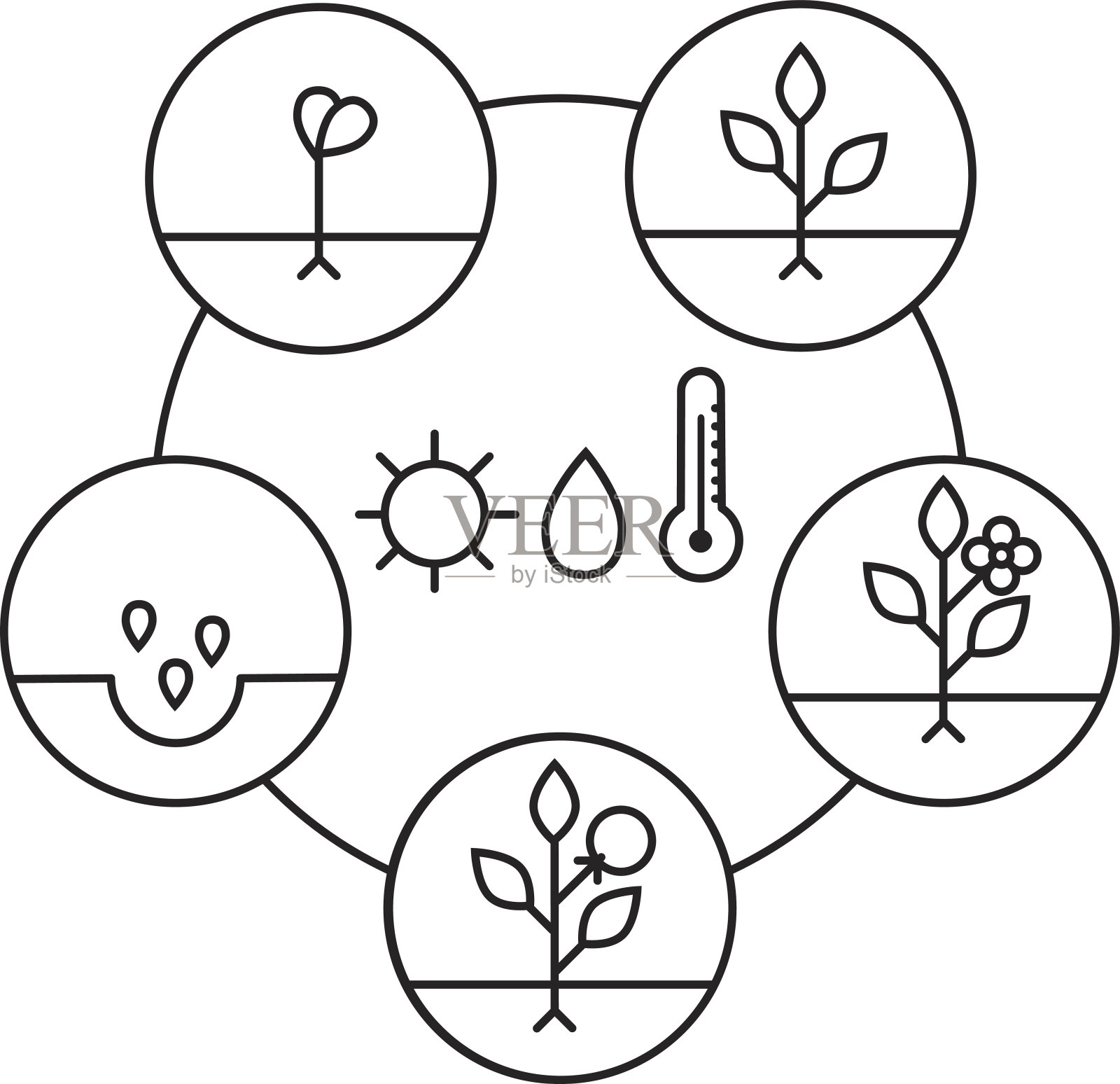 植物生长阶段。线性风格插图孤立在白色。种植水果、蔬菜加工。插画图片素材