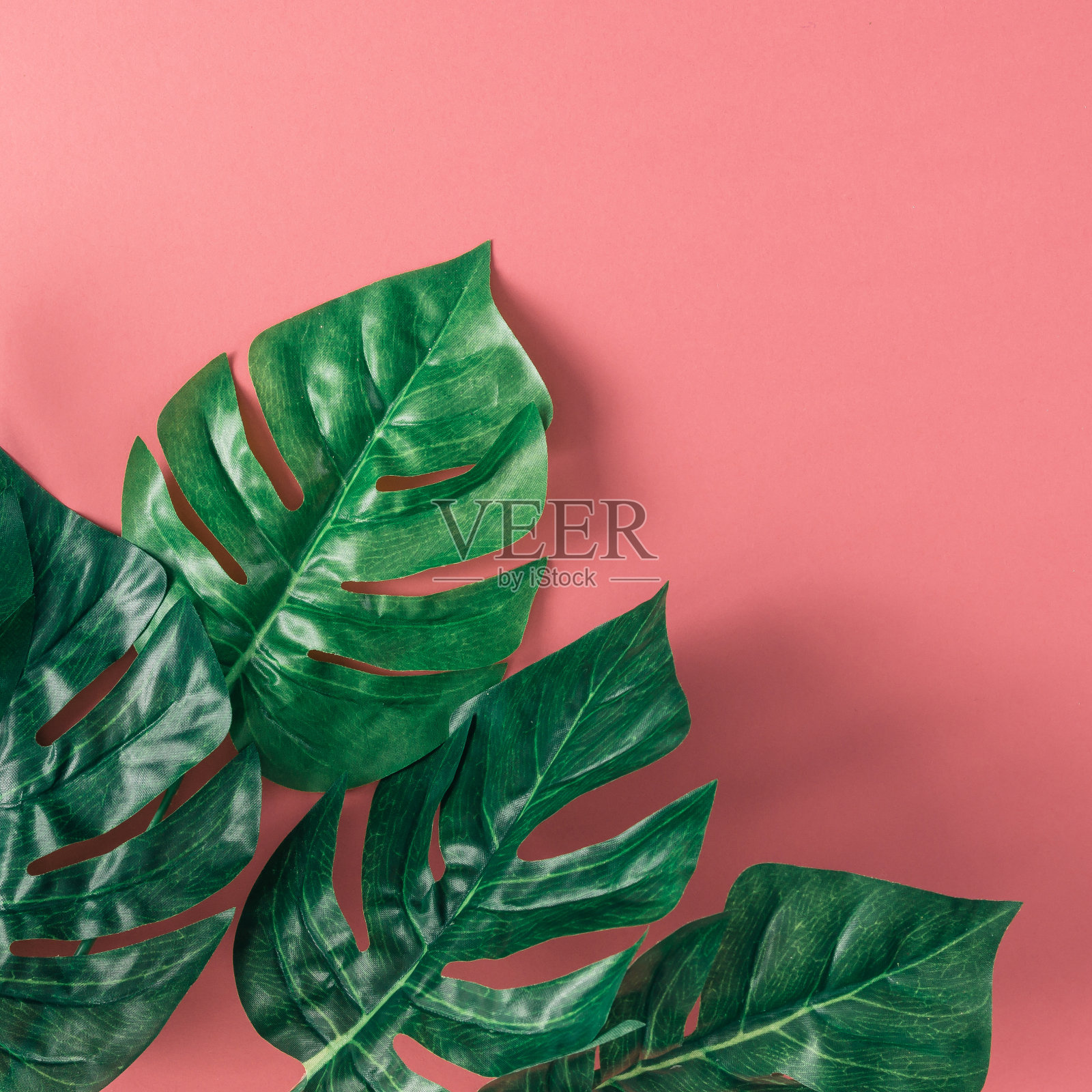 粉红色背景上的热带棕榈叶。简约的夏季自然概念。平的。照片摄影图片