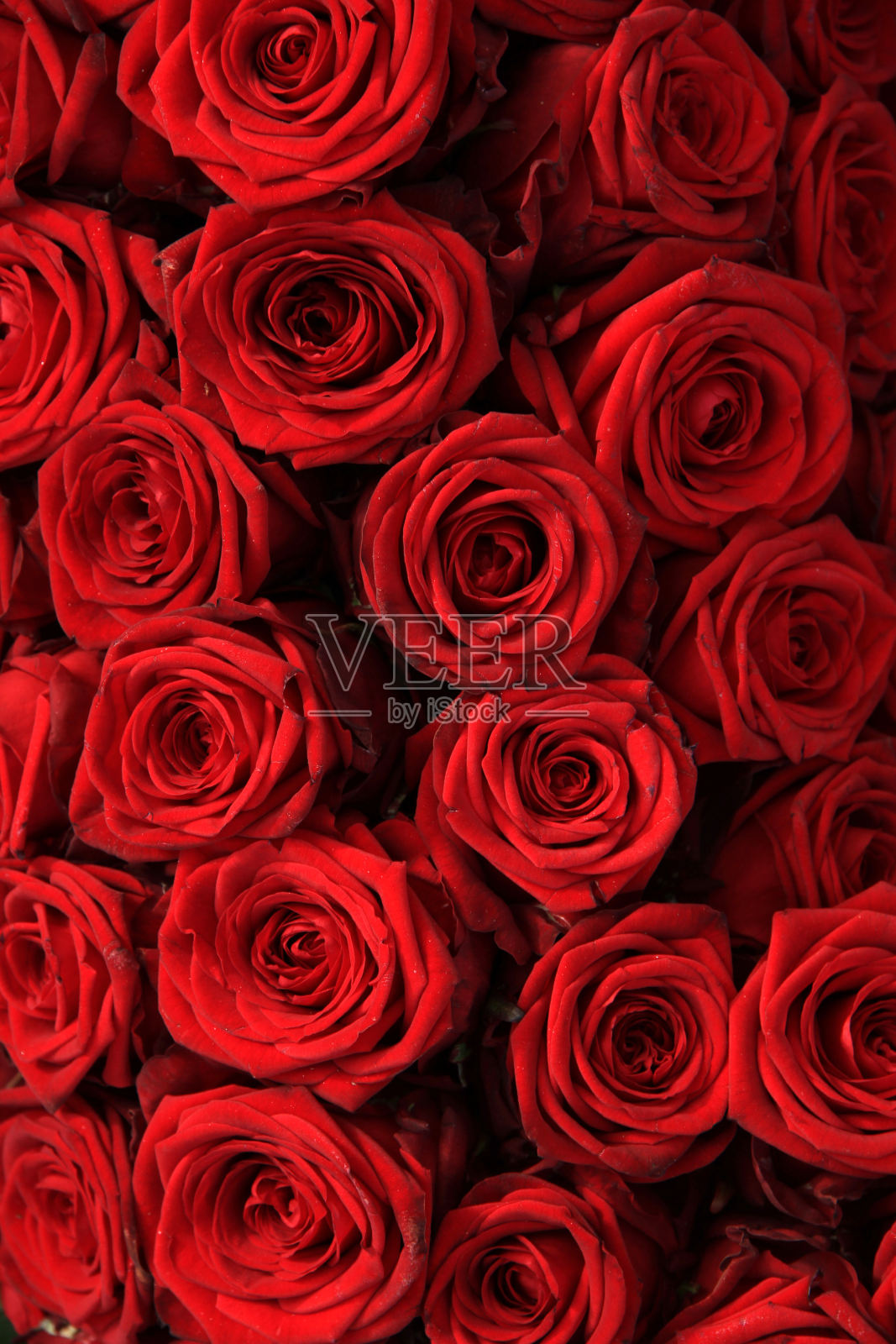 大的红玫瑰照片摄影图片