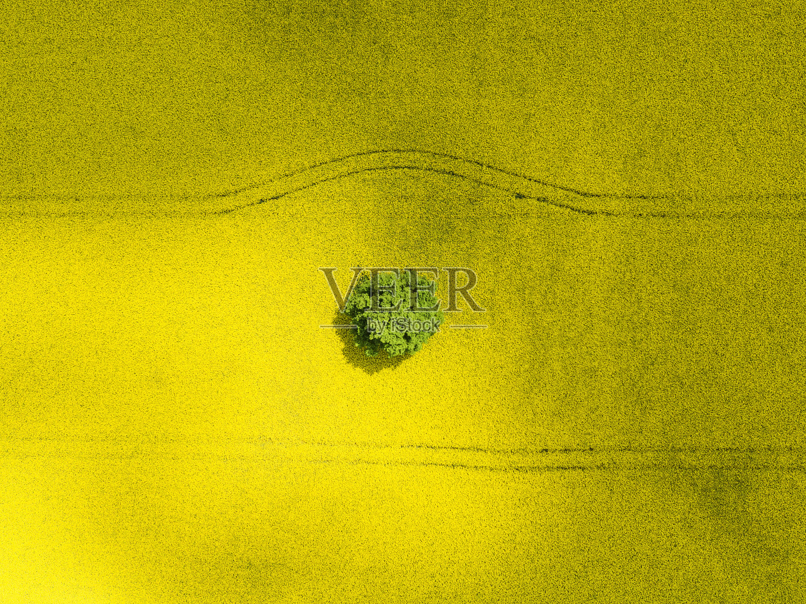 黄色油菜籽田与树，德国照片摄影图片