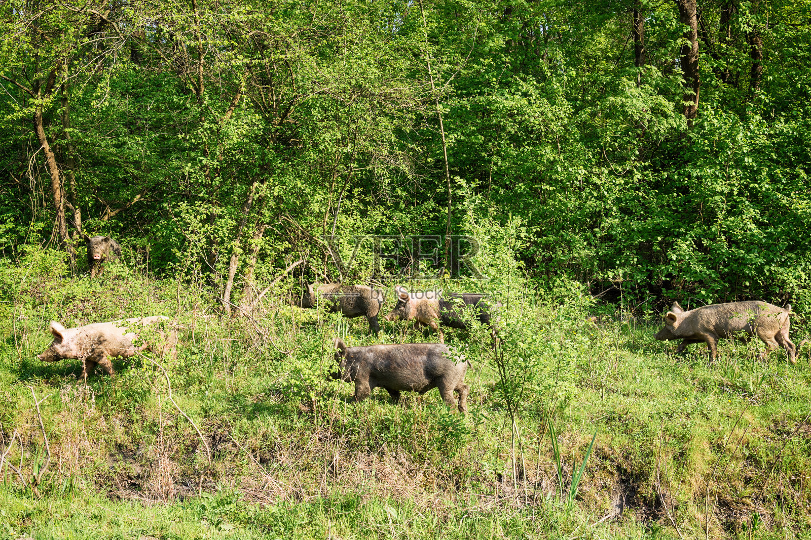 野猪在绿色的草地上吃草照片摄影图片
