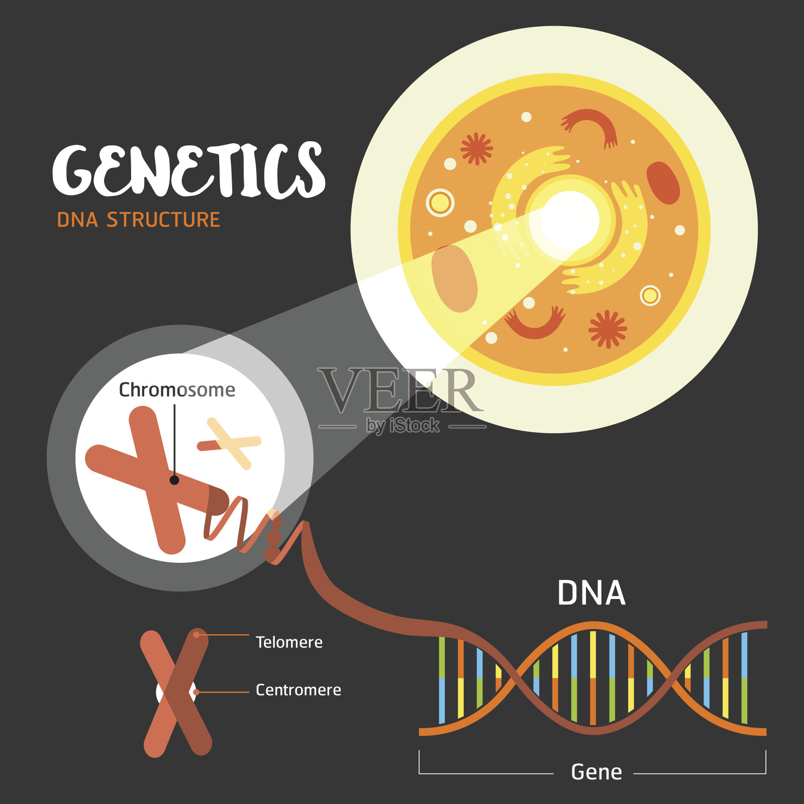 基因DNA结构插画图片素材
