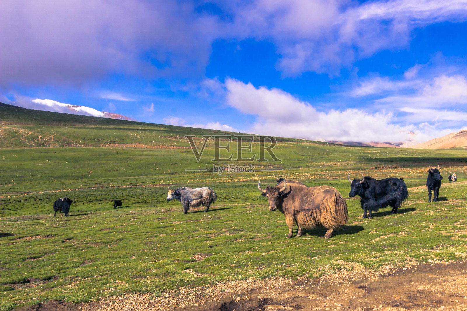 2014年8月16日——西藏农村的牦牛照片摄影图片