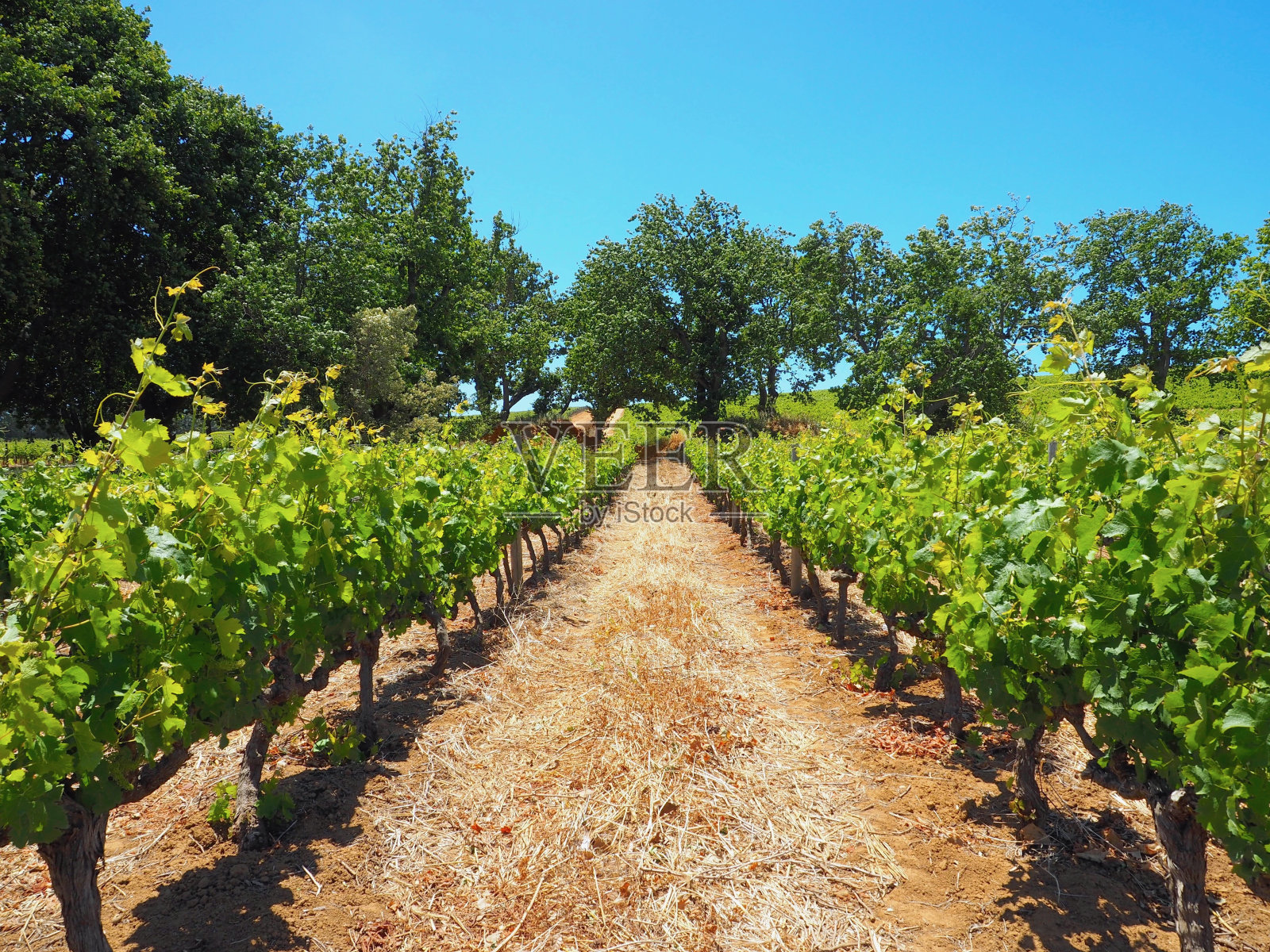 南非开普敦，卡农科普葡萄酒庄园，Stellenbosch葡萄庄园，绿树和深蓝色的天空为葡萄酒种植的葡萄园排照片摄影图片