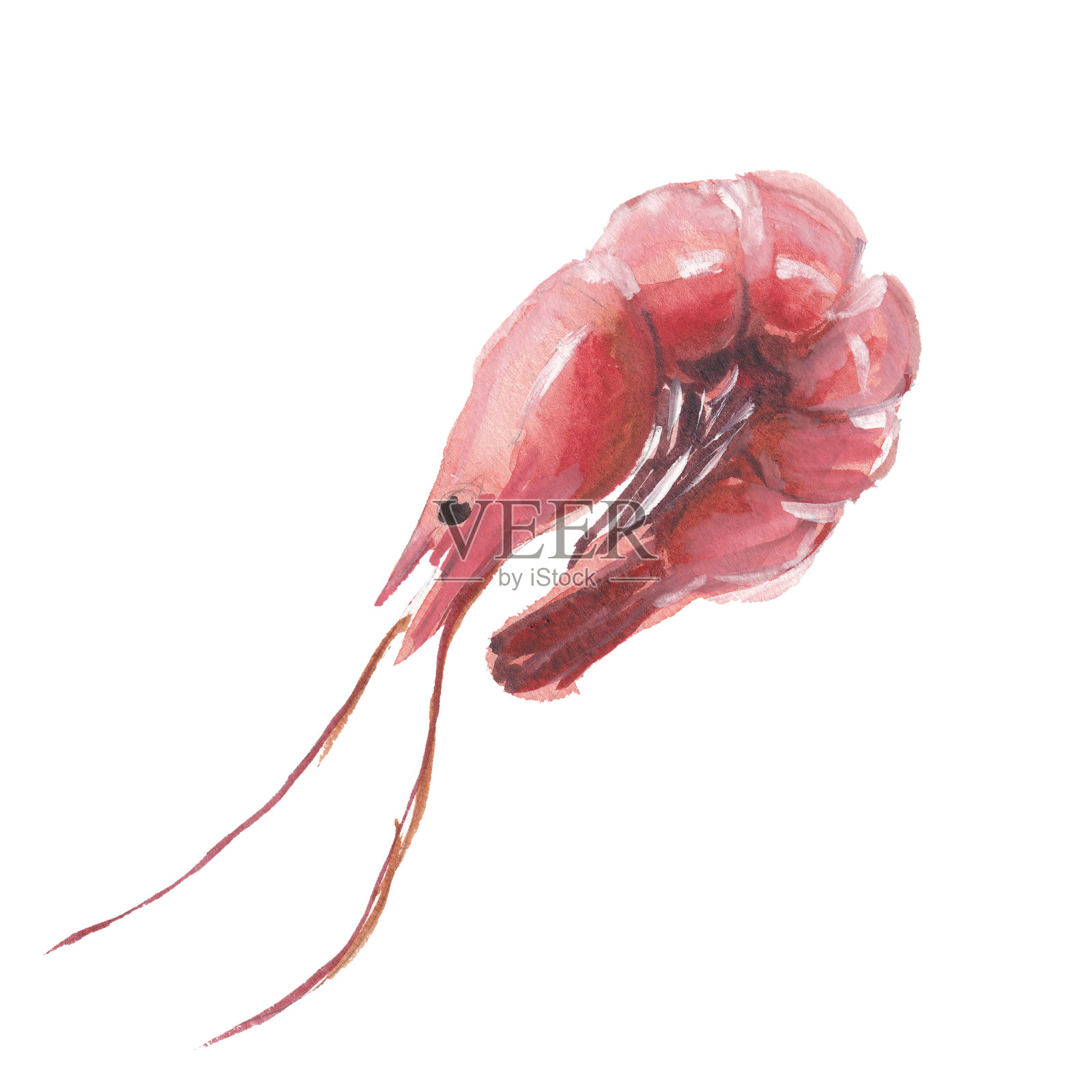 红色的虾孤立在白色的背景，水彩插图在手绘风格。设计元素图片