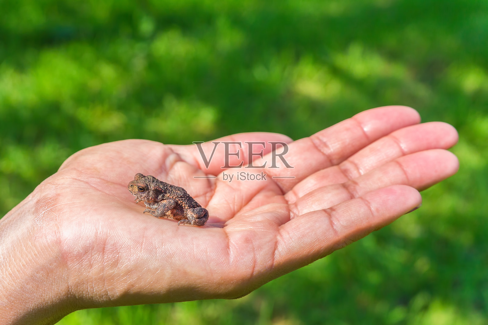 一只棕色的小青蛙照片摄影图片