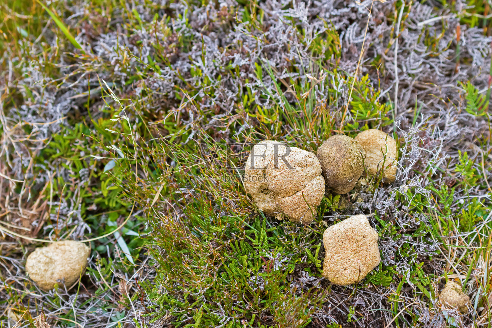 在澳大利亚塔斯马尼亚的摇篮山，普通袋熊在青草上留下粪便照片摄影图片