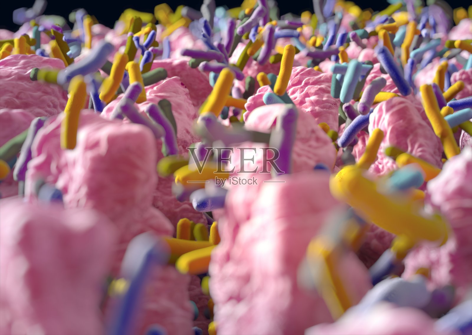 肠道绒毛。伸入小肠管腔的指状突起肠道细菌，菌群，微生物群。3 d演示。照片摄影图片