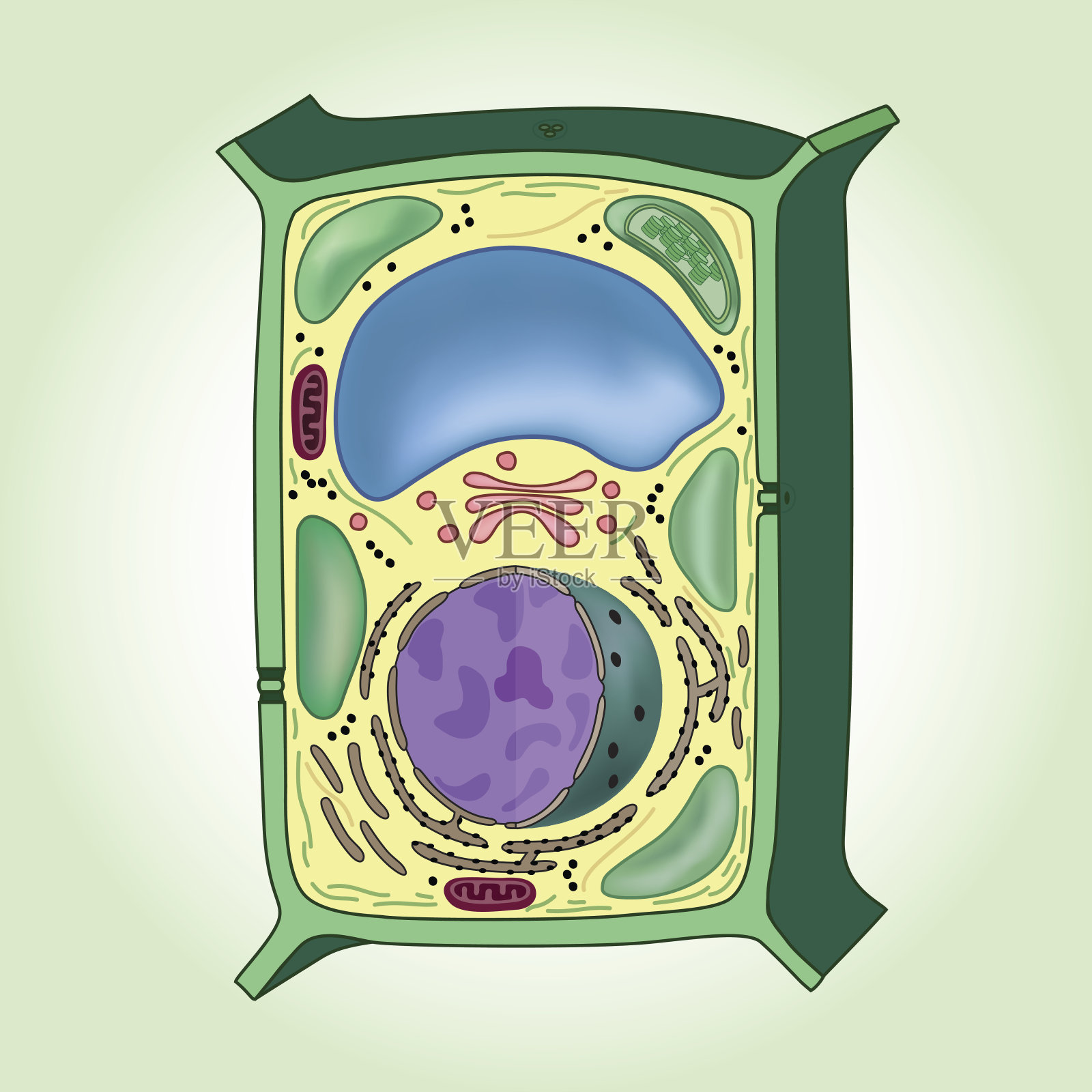 绿色背景上的植物细胞横截面，结构。生物学插画图片素材