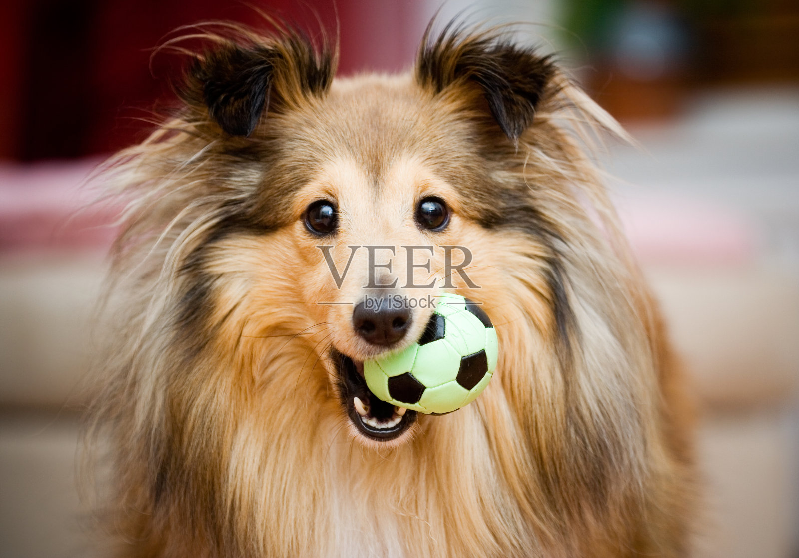 一只雪莉小狗在玩一个绿色和黑色相间的小球照片摄影图片