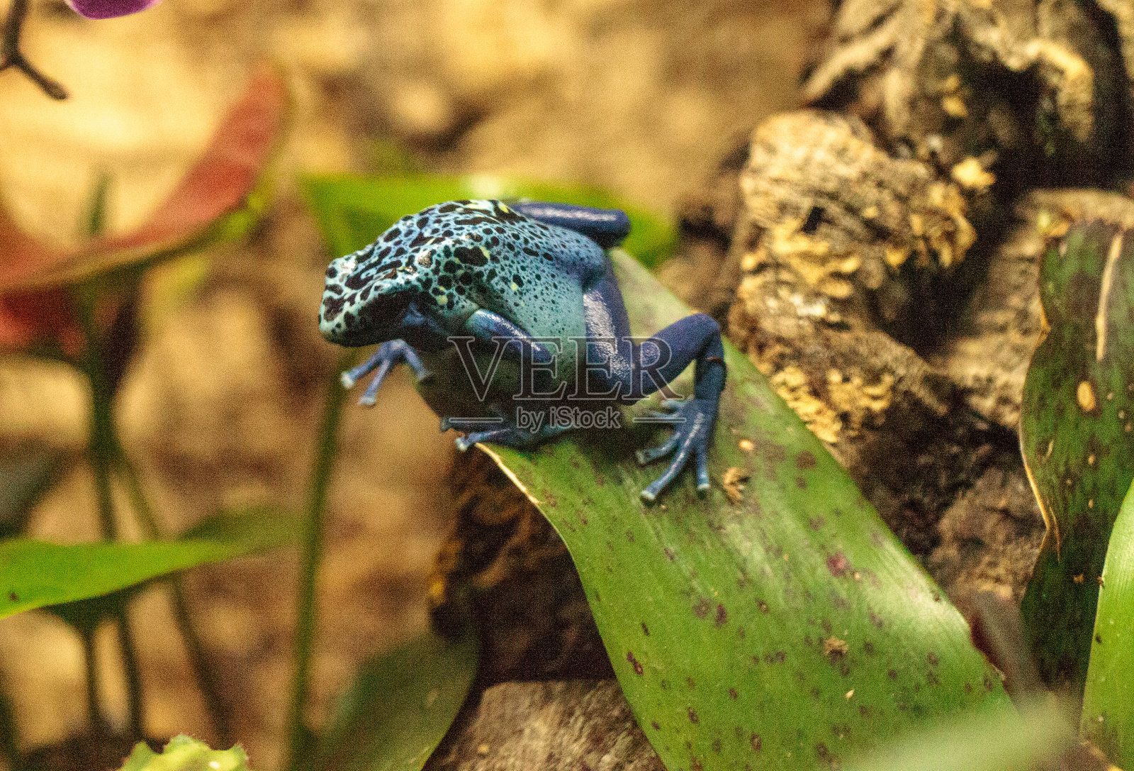 蓝色箭毒蛙照片摄影图片