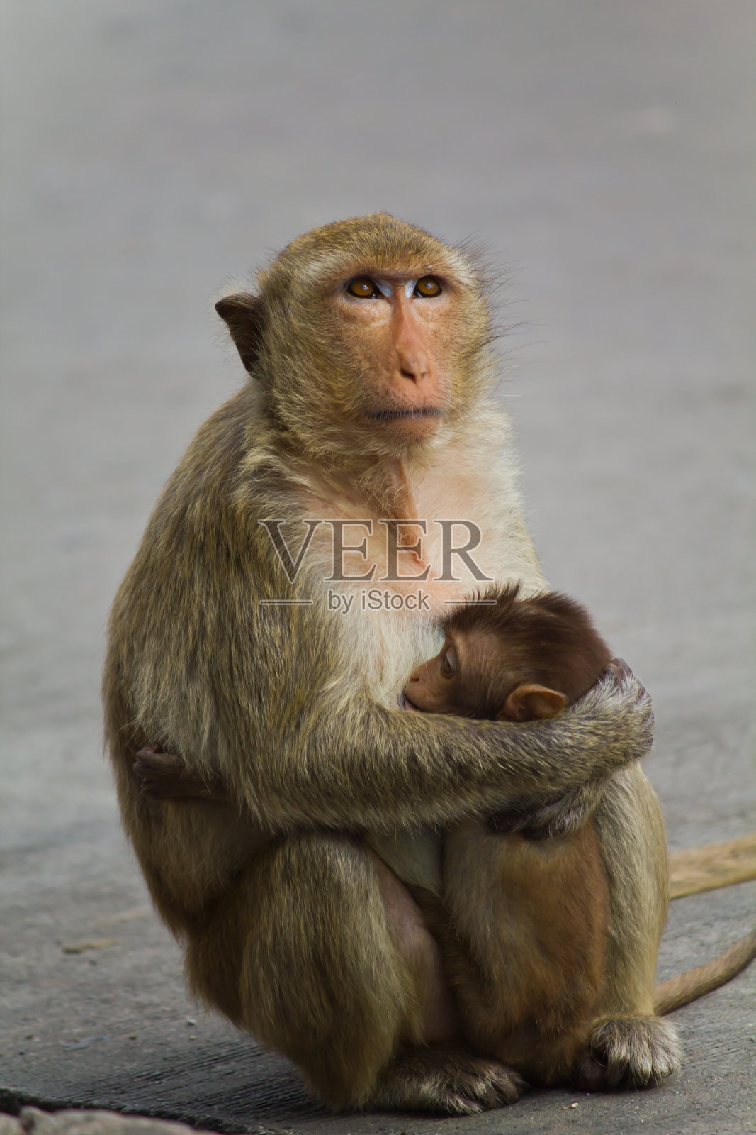 泰国华富里的猴子照片摄影图片