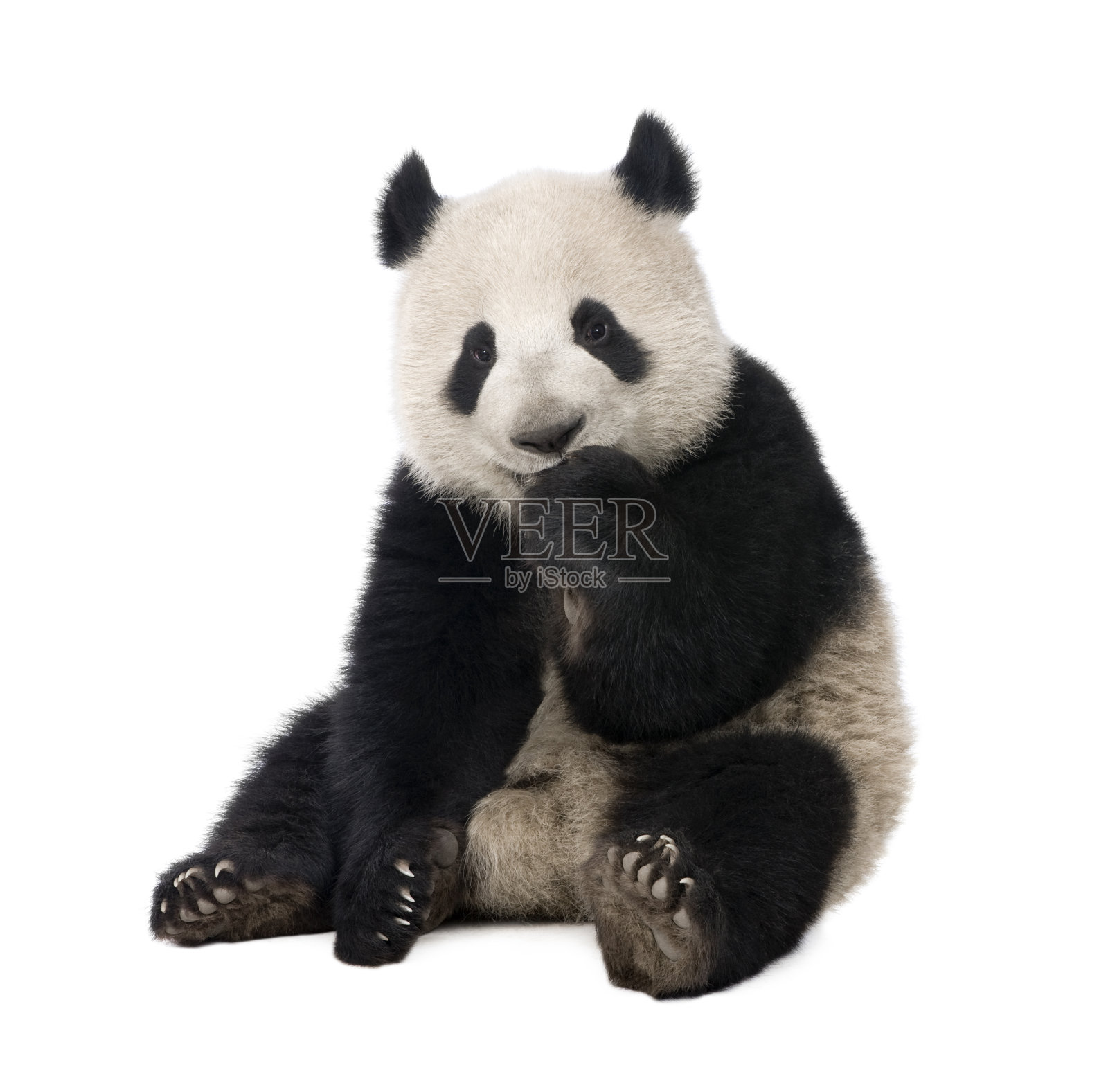 大熊猫(18个月)——大熊猫照片摄影图片