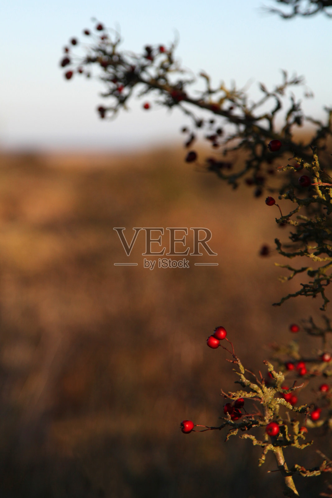 山楂果实在光秃秃的树枝上，冬天。照片摄影图片