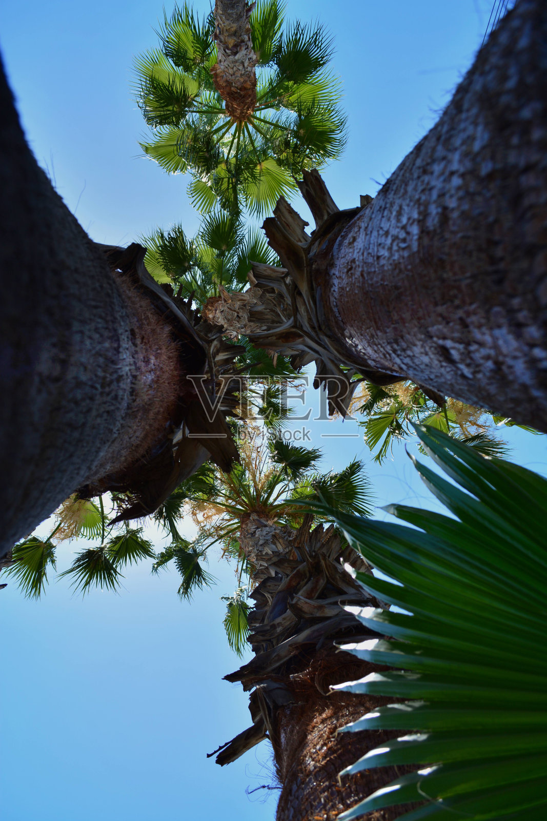 四个棕榈树照片摄影图片