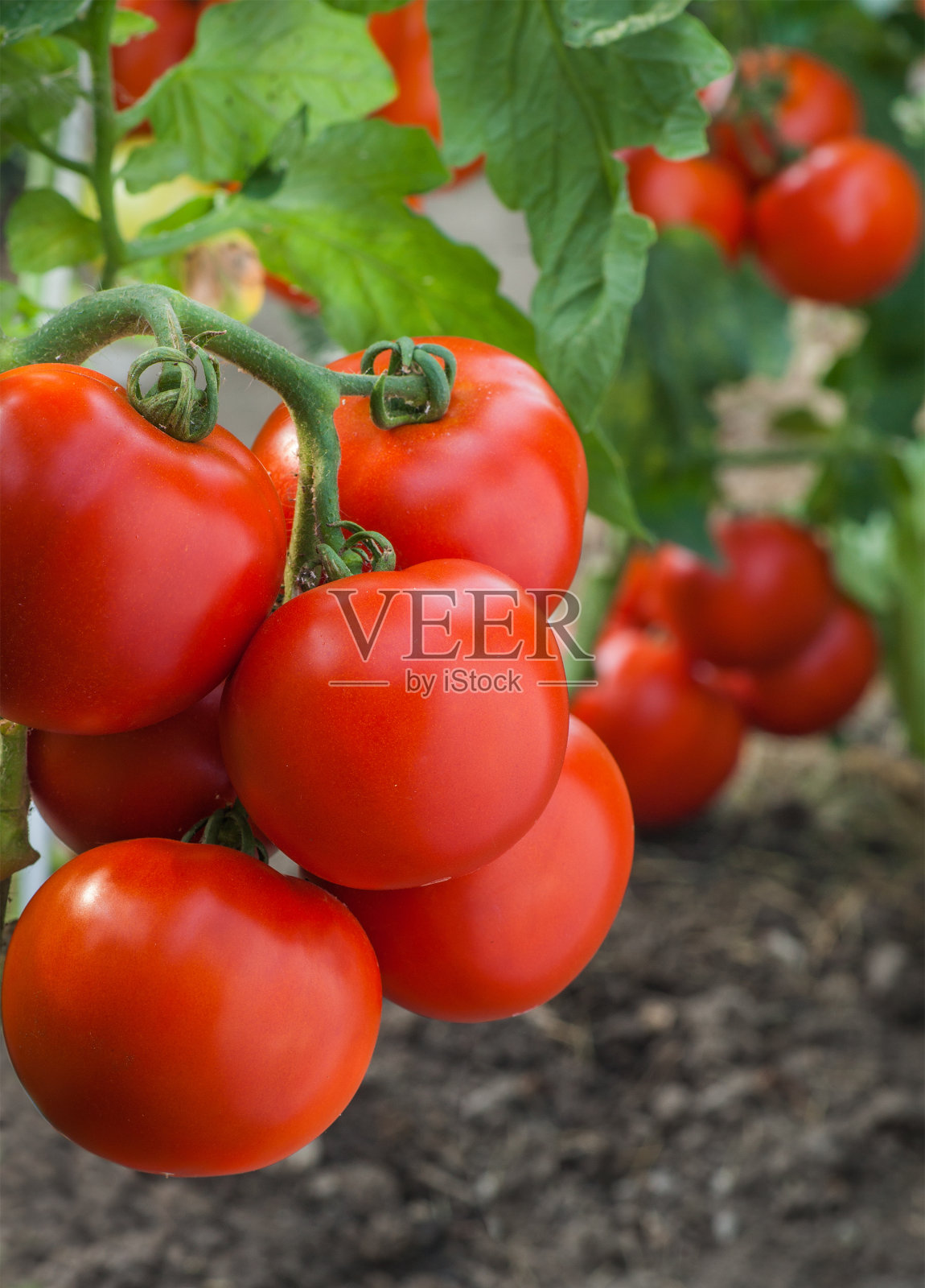 增长的番茄照片摄影图片