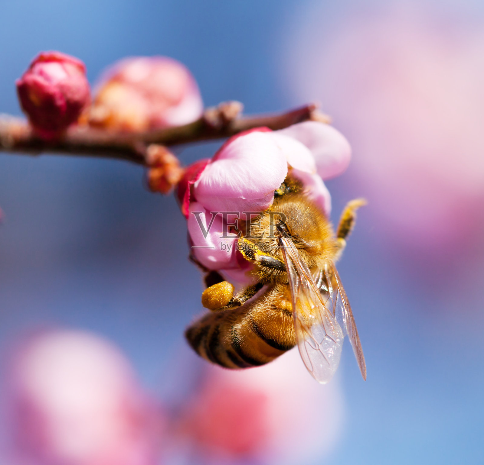 樱花和蜜蜂照片摄影图片