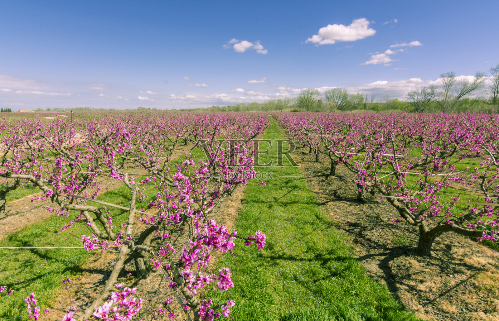 春天盛开的桃树照片摄影图片