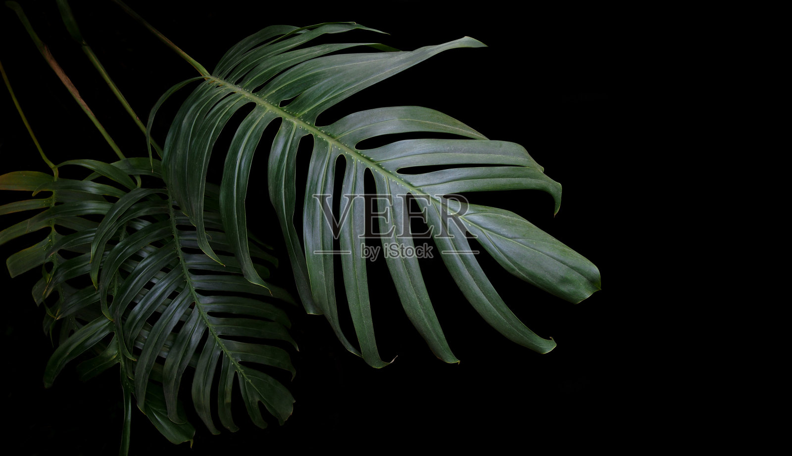 野生林中生长的绿叶植物，热带森林植物，黑色背景上的常绿藤蔓。照片摄影图片