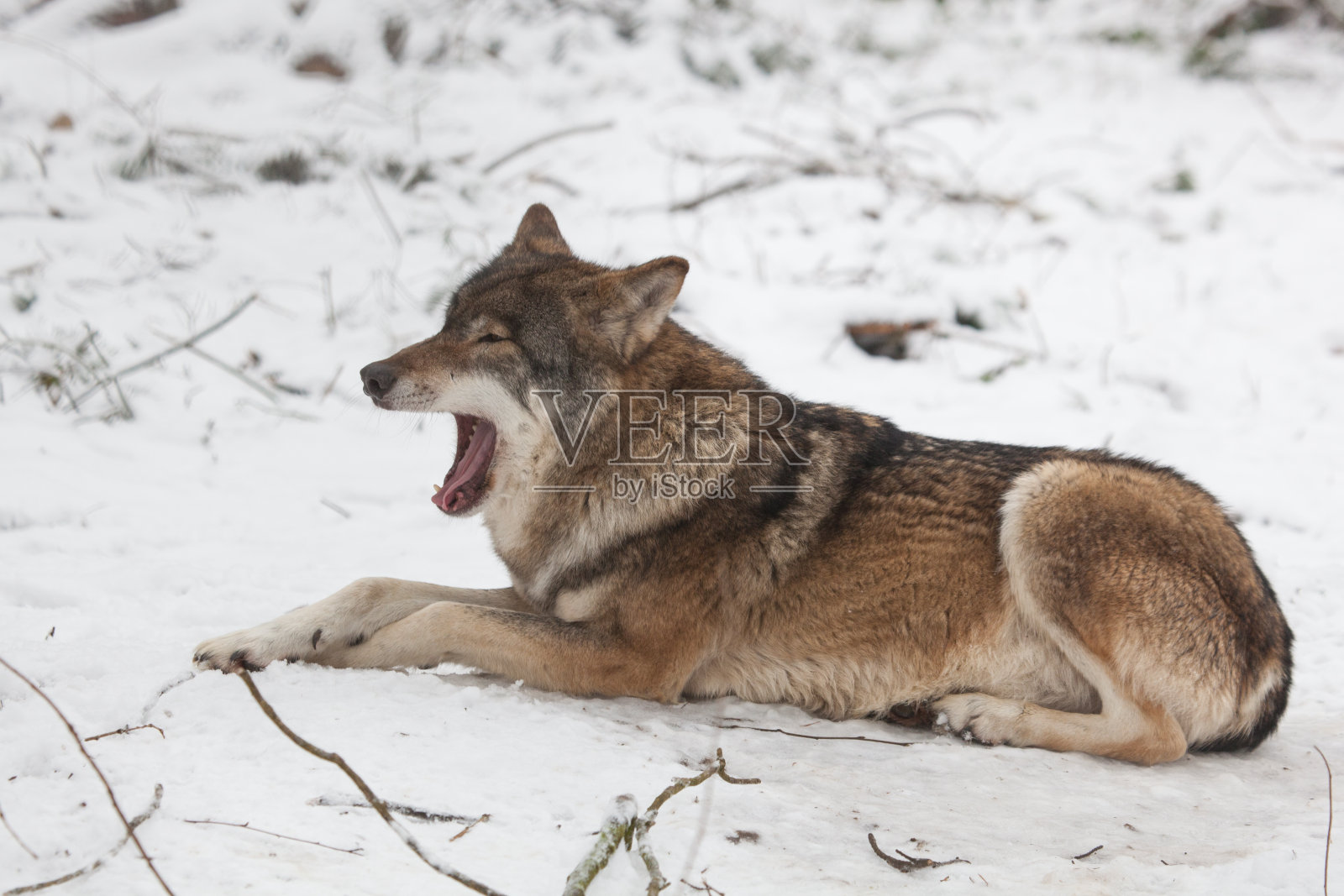 冬天的大灰狼照片摄影图片