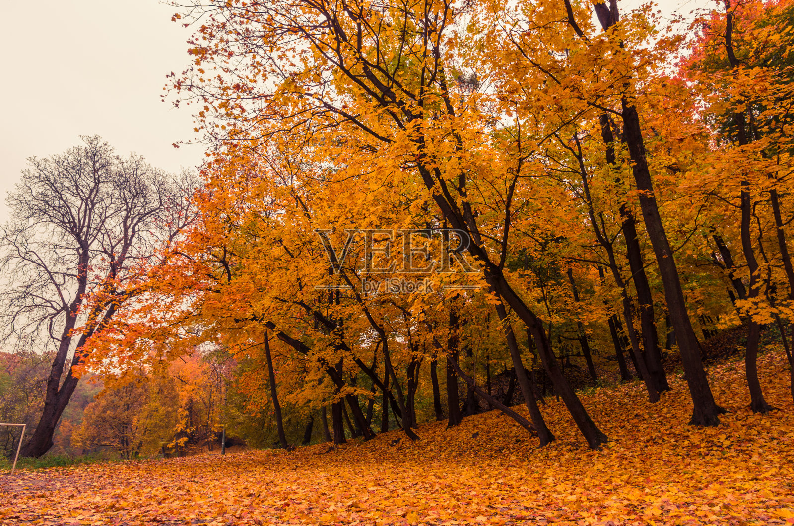 秋天的公园照片摄影图片
