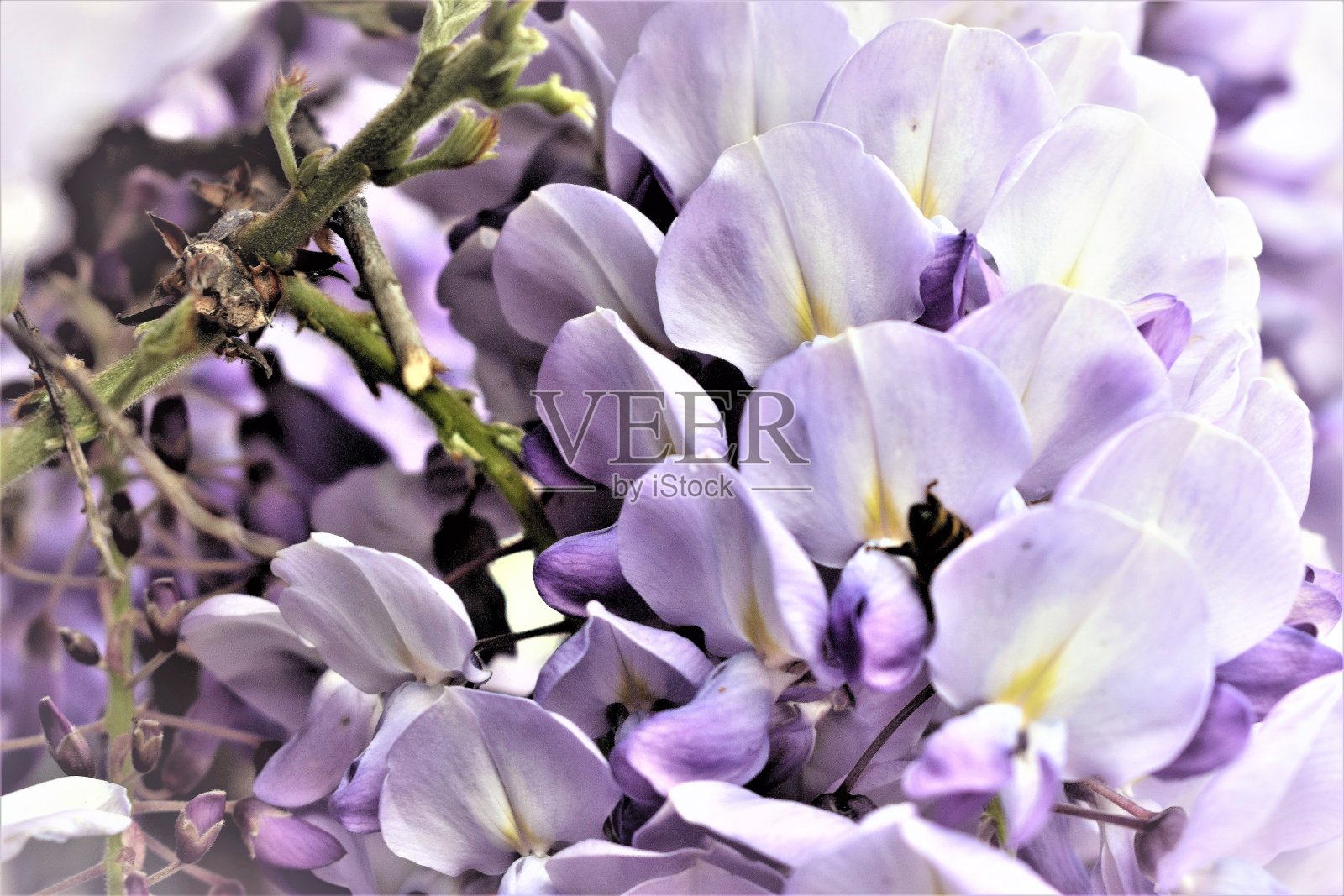 紫藤花中的蜜蜂照片摄影图片