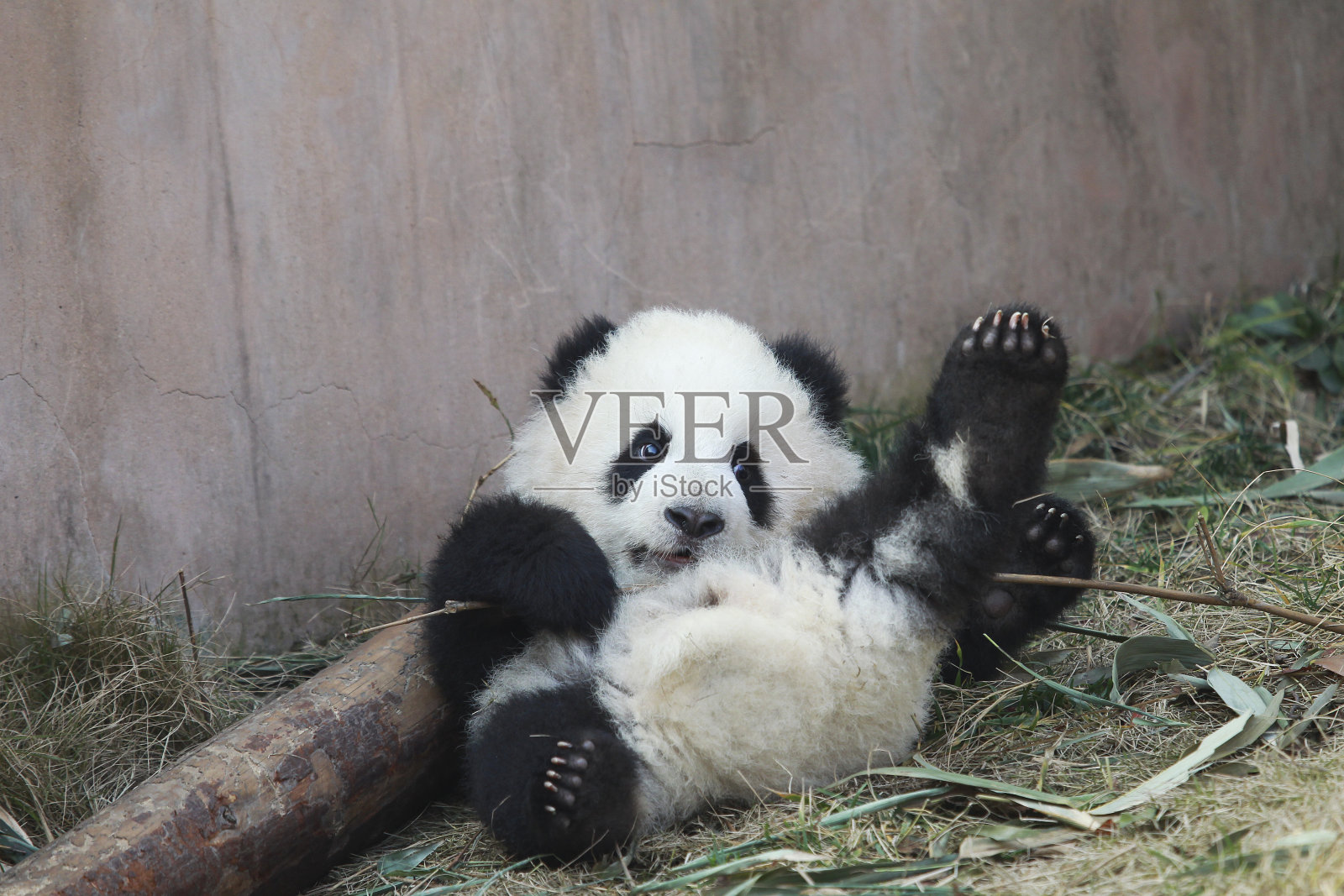 熊猫宝宝照片摄影图片