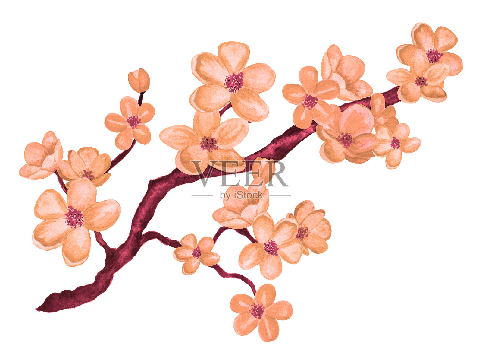水彩枝头绽放樱花，樱花树上满是鲜花插画图片素材