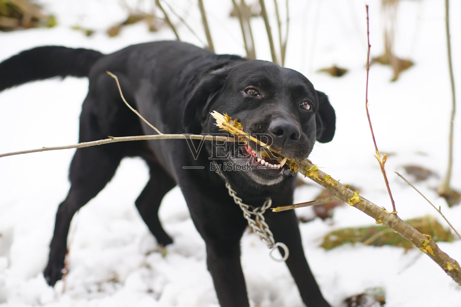 黑色的拉布拉多狗在冬天的森林里啃着一根木棍照片摄影图片